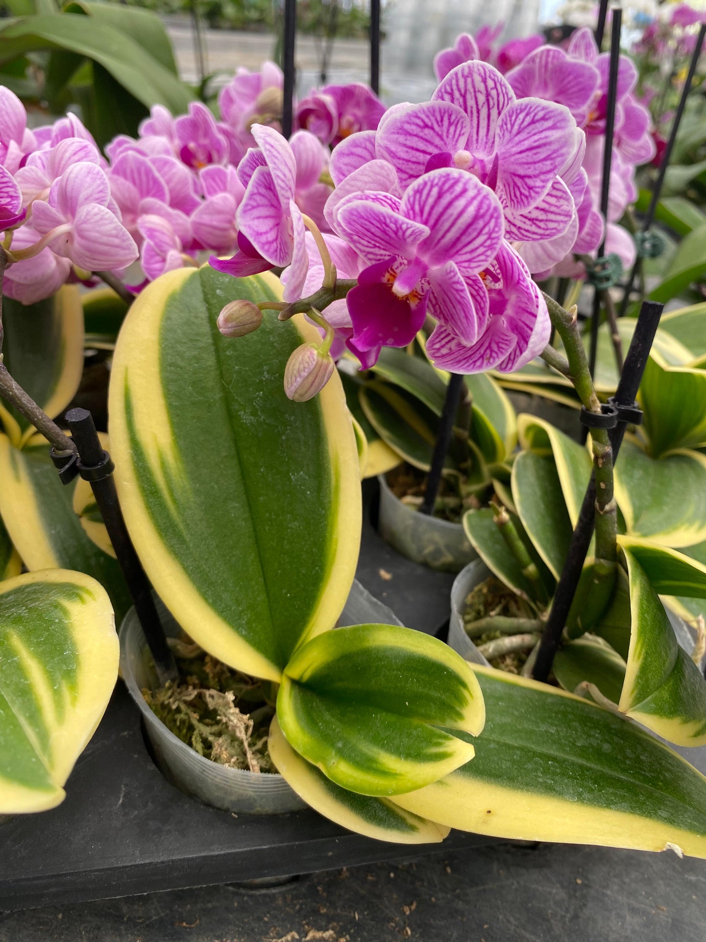 Orquídea Variegada