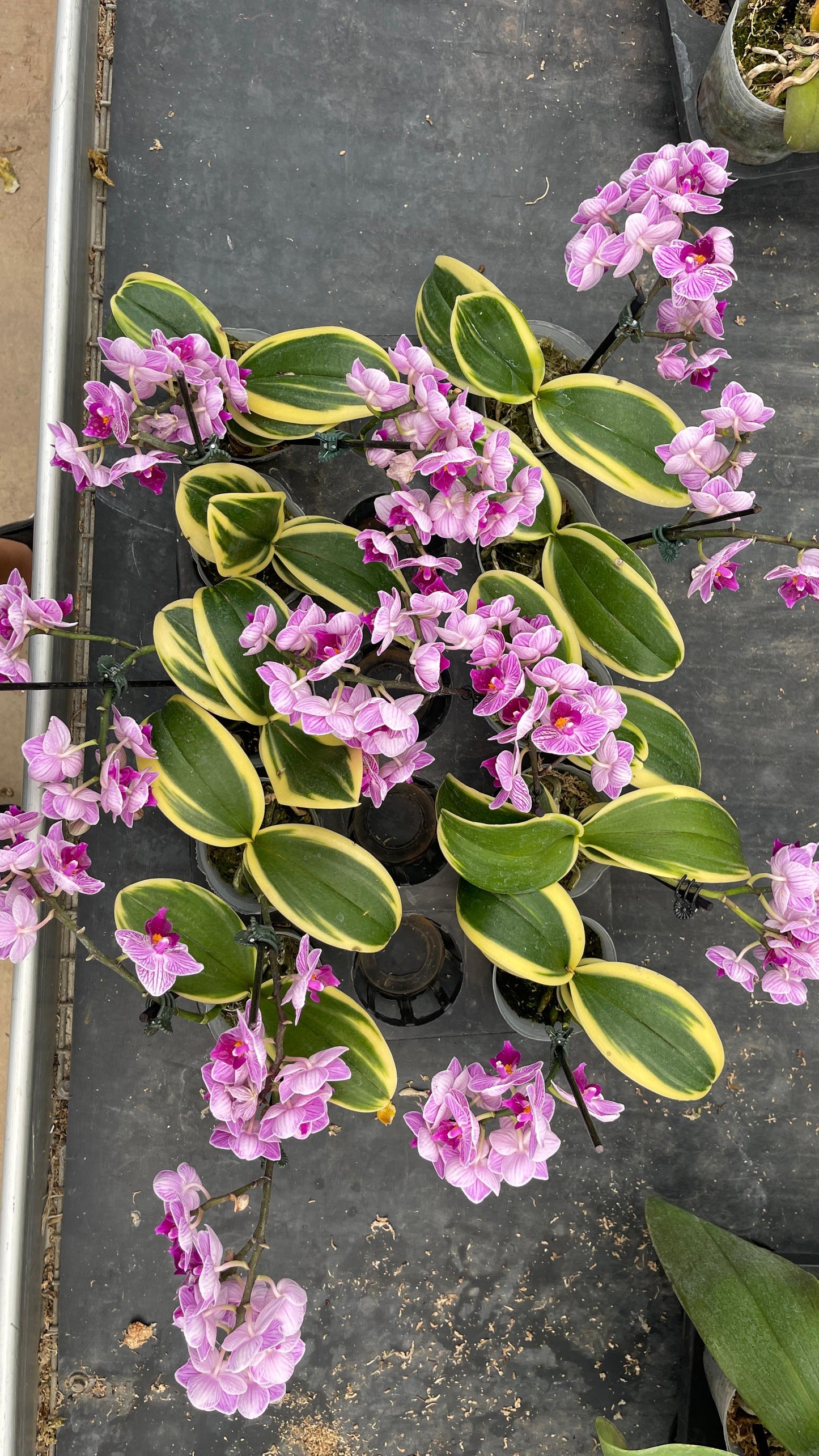 Orquídea Variegada