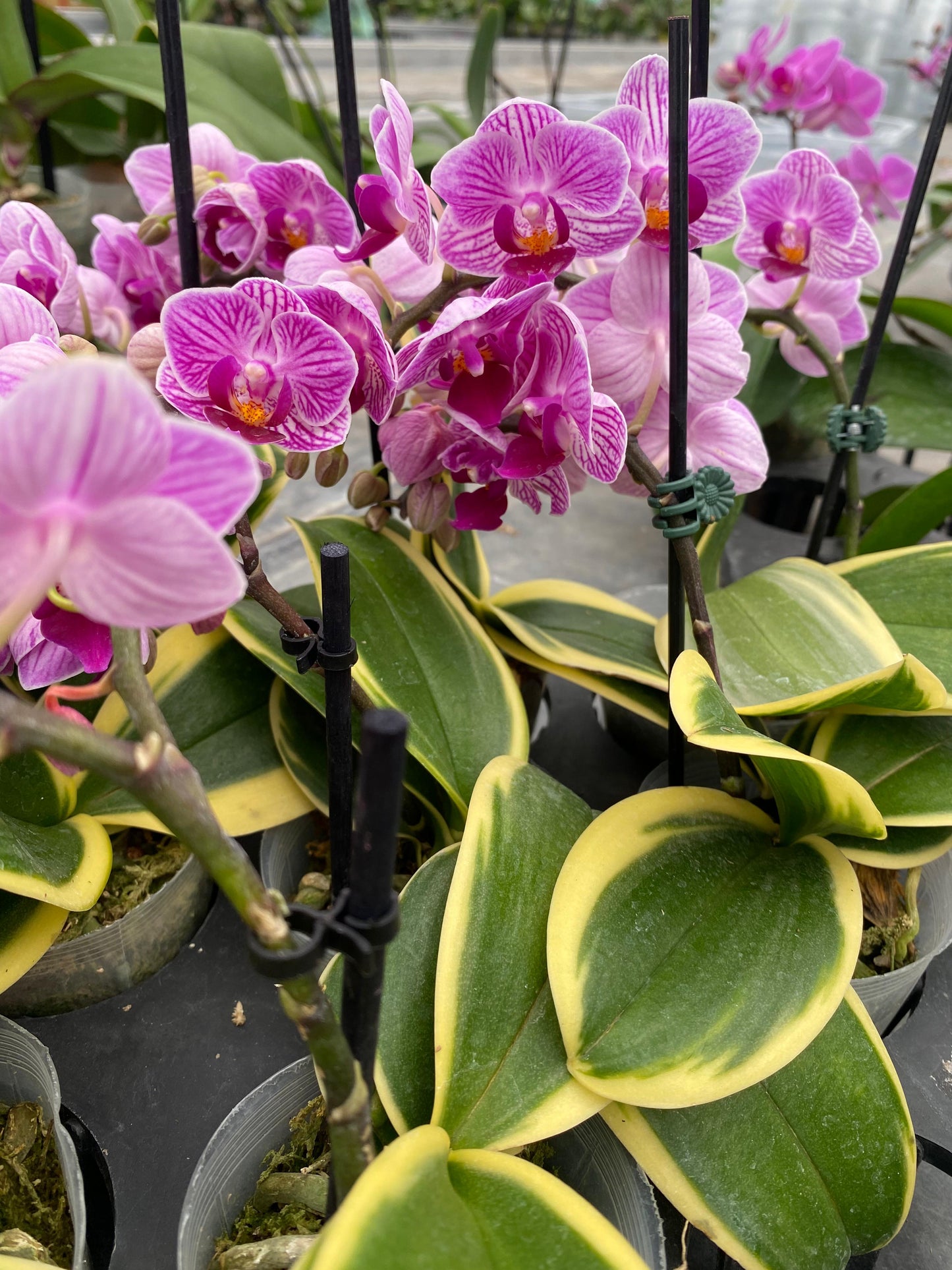 Orquídea Variegada