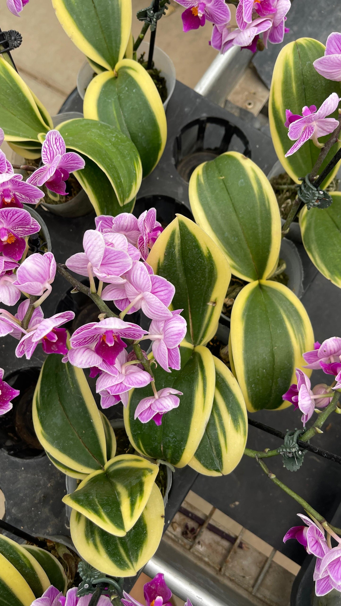 Orquídea Variegada