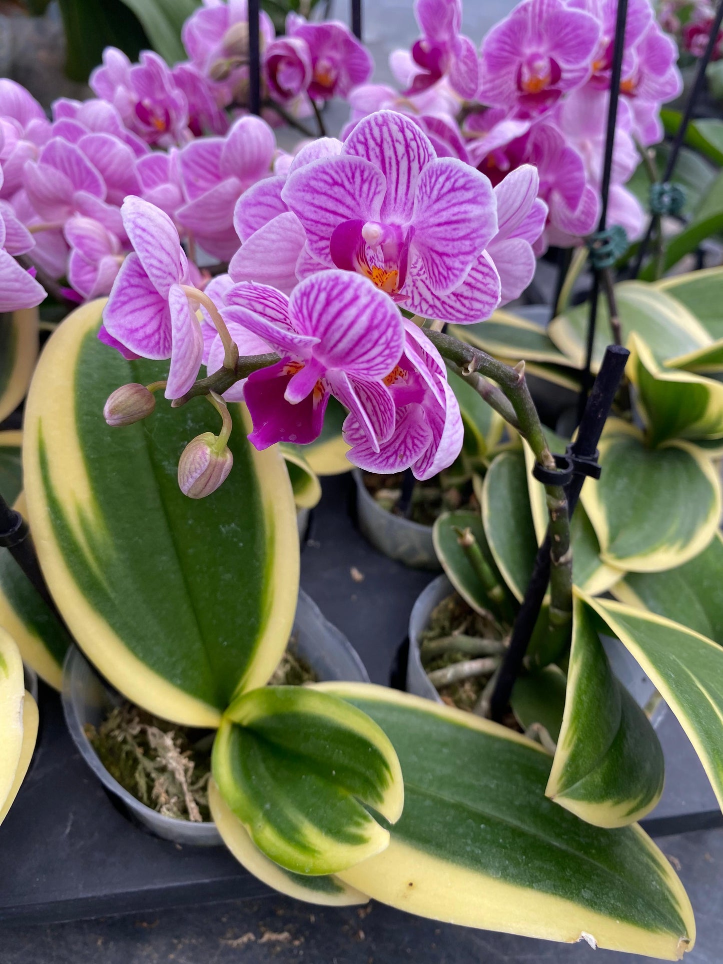 Orquídea Variegada