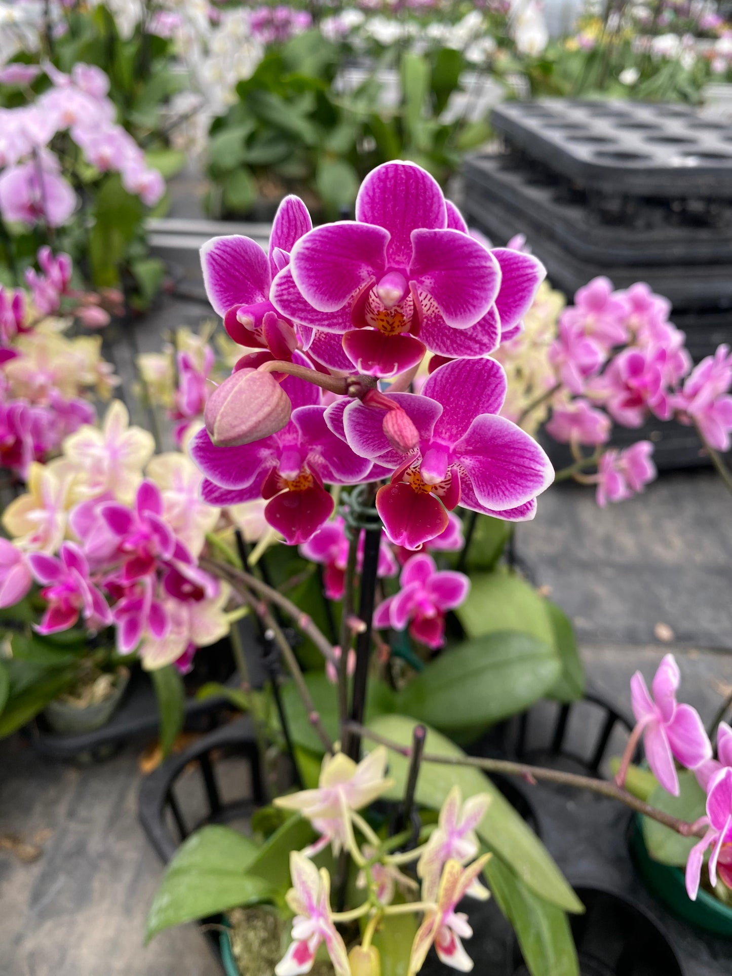 Orquídea Variegada