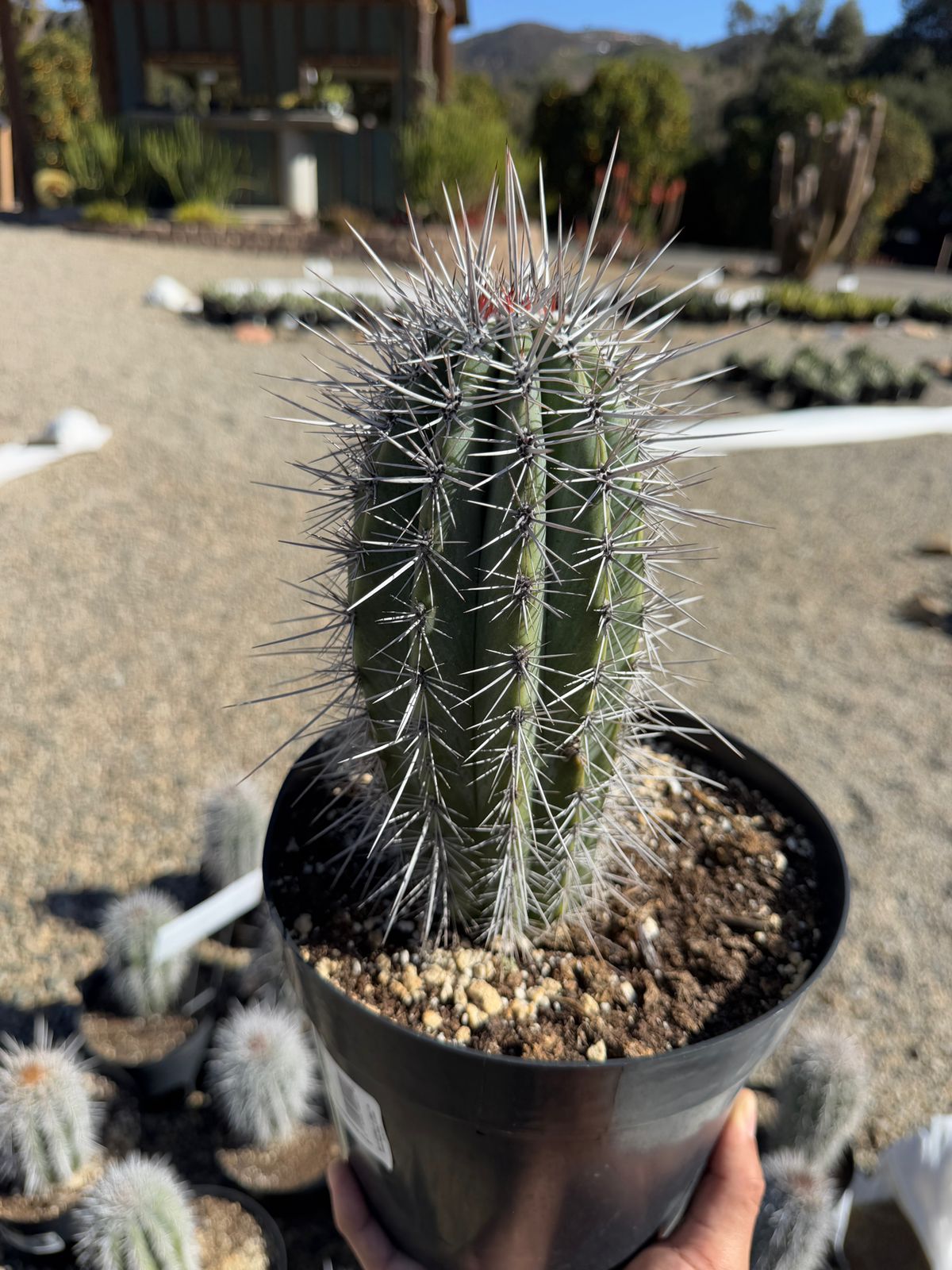 Pachycereus pringlei 8”