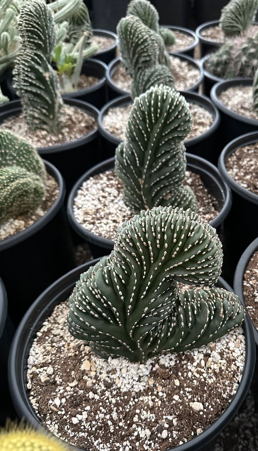 Pachycereus marginatus cristata