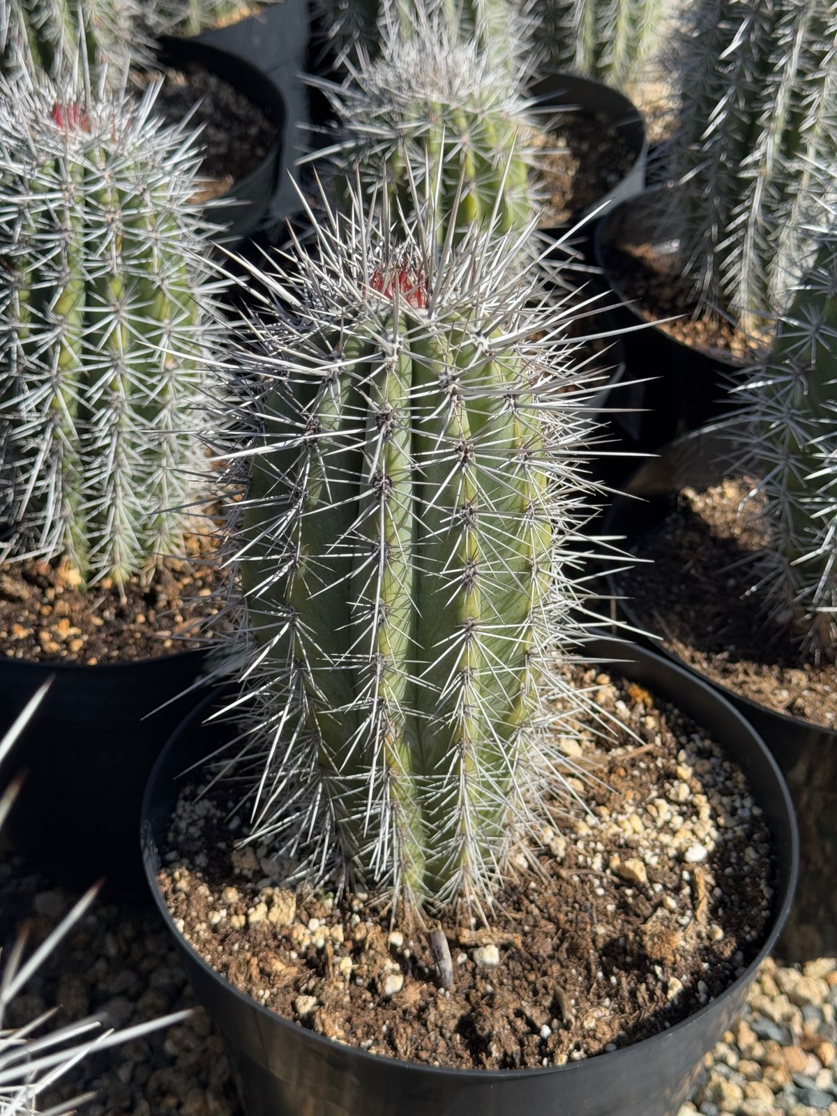Pachycereus pringlei 8”