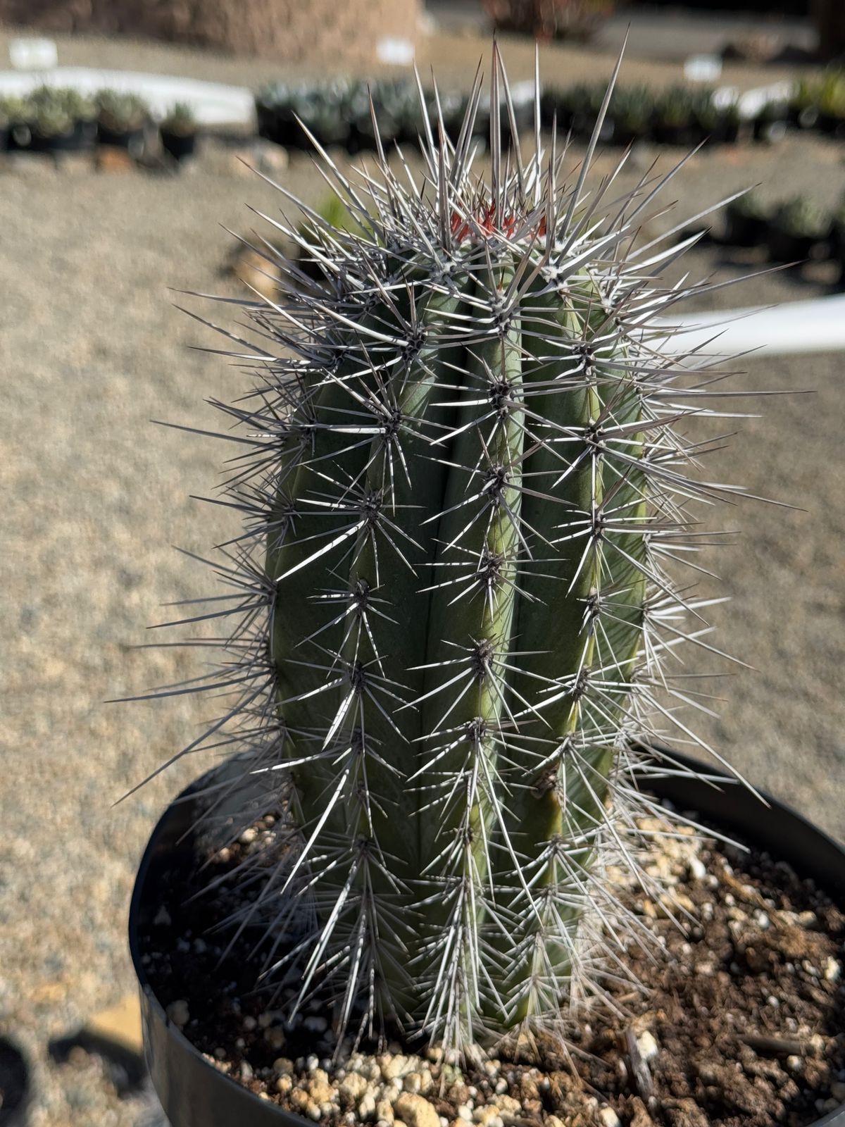 Pachycereus pringlei 8”
