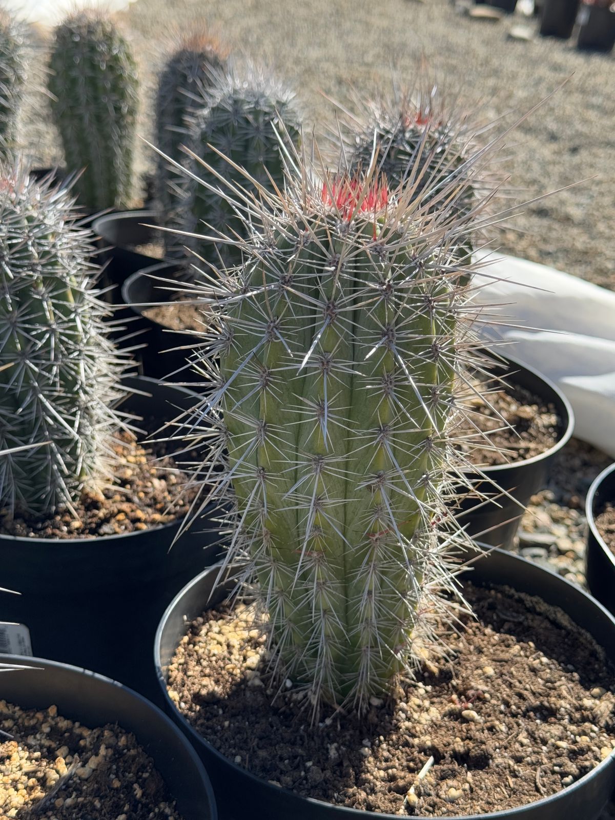 Pachycereus pringlei 8”