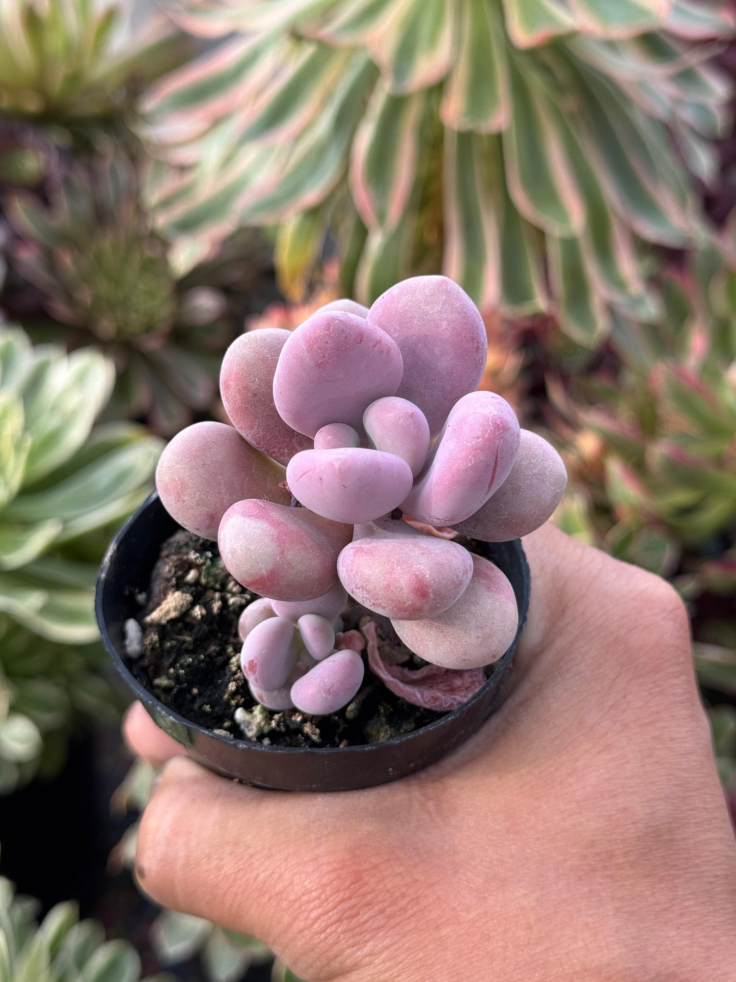 Graptopetalum amesthytinum hibrido