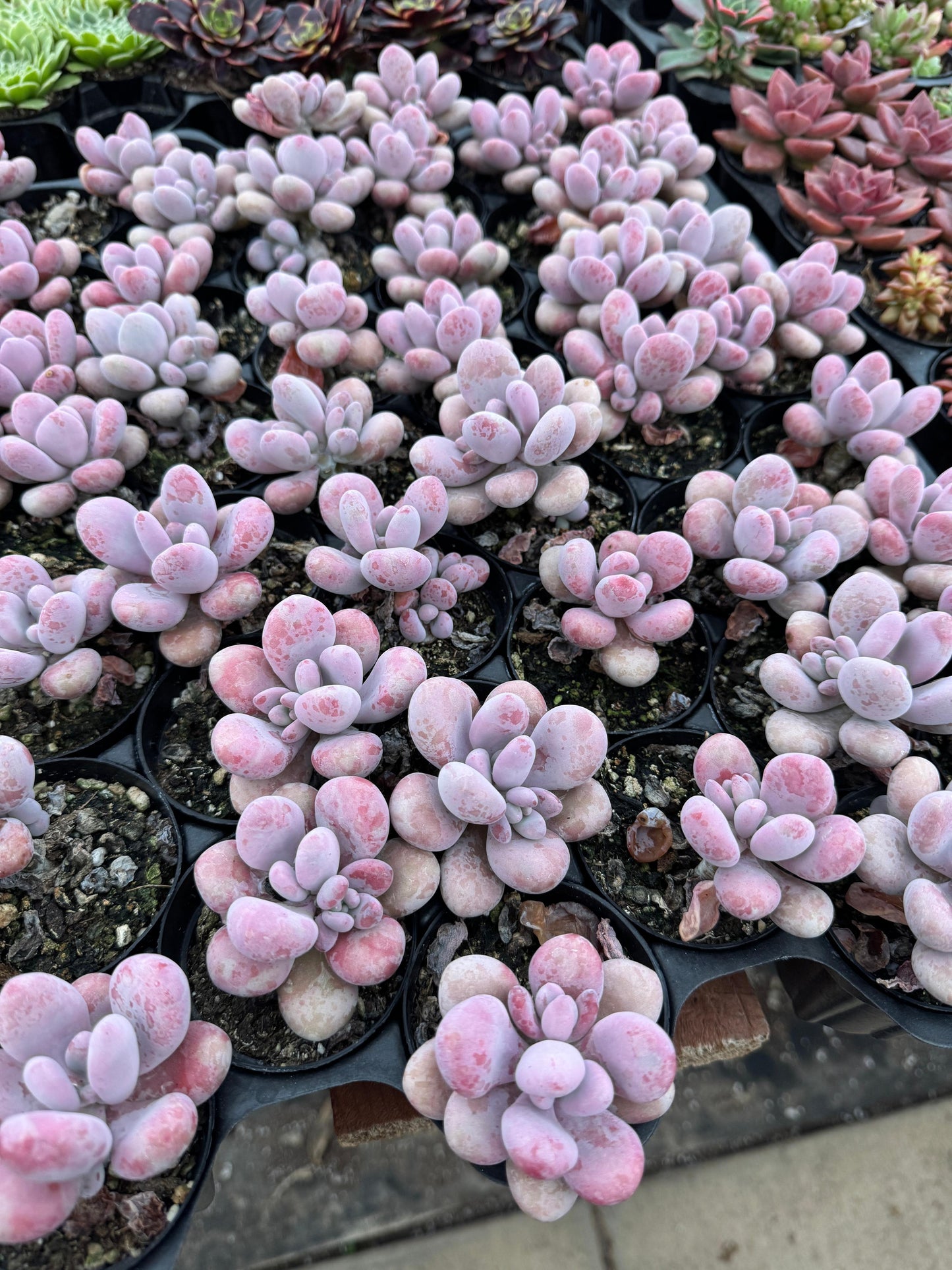 Graptopetalum amesthytinum hibrido