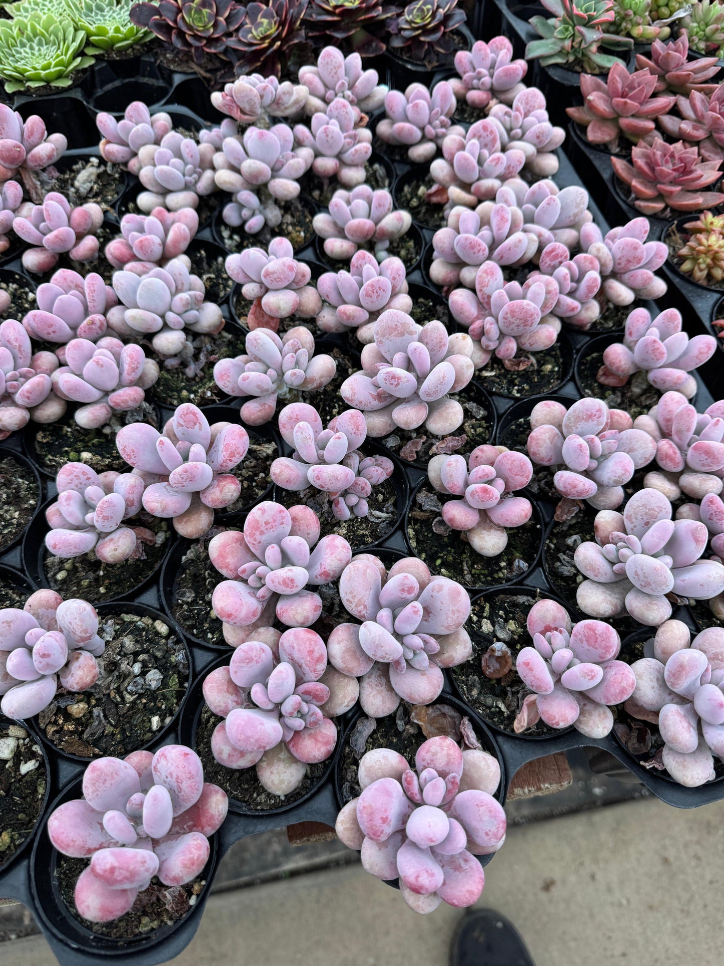 Graptopetalum amesthytinum hibrido