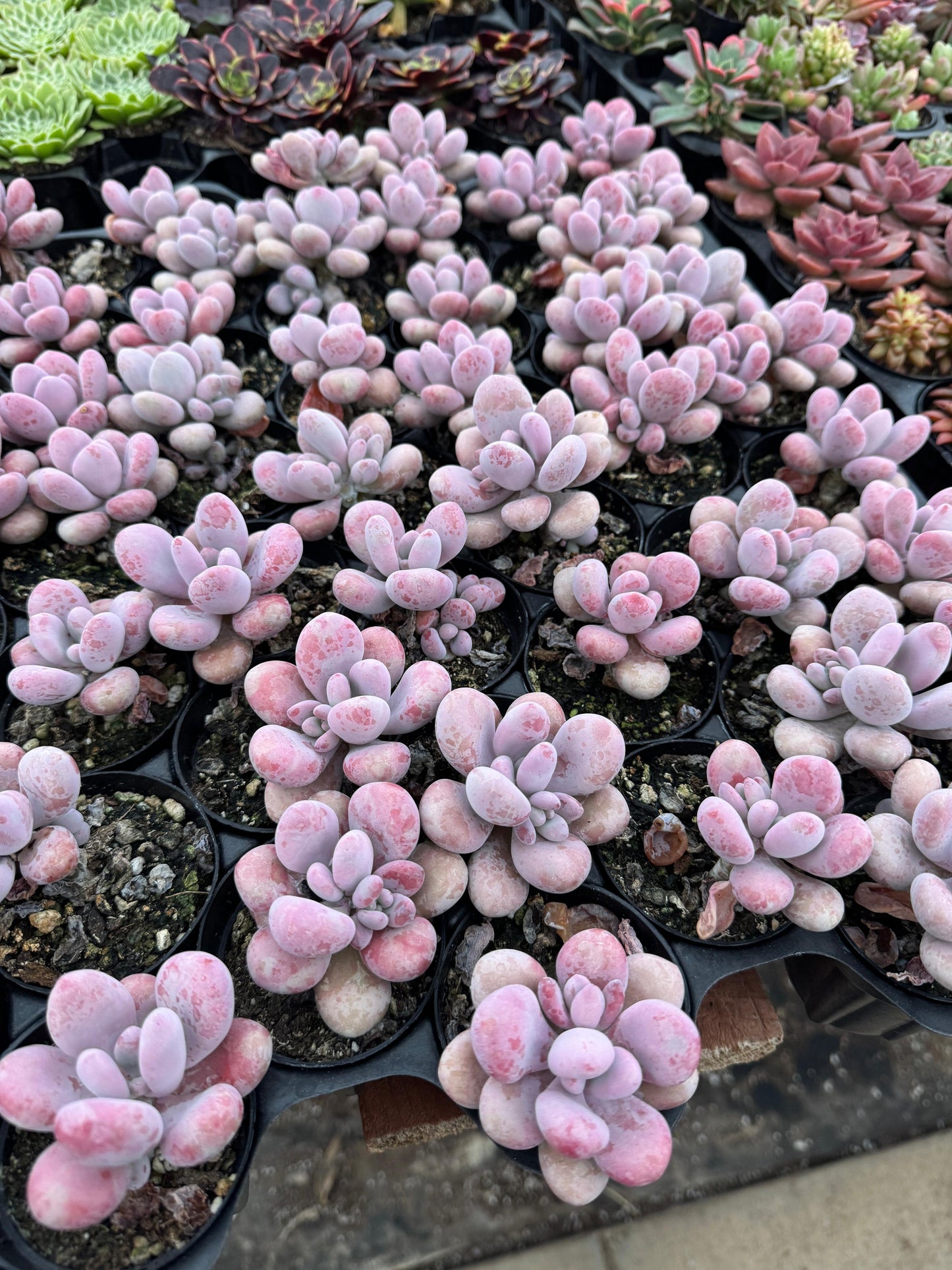 Graptopetalum amesthytinum hibrido