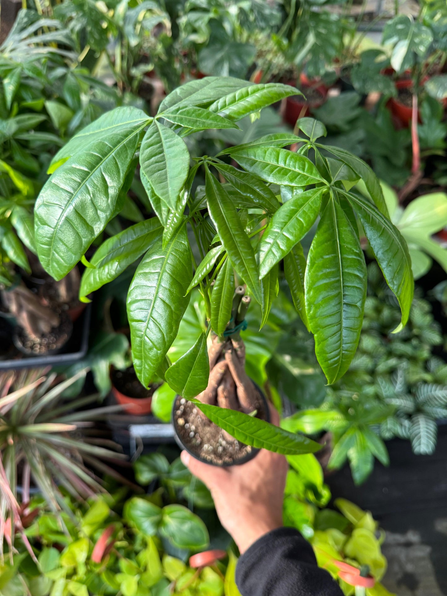 Pachyra aquatica