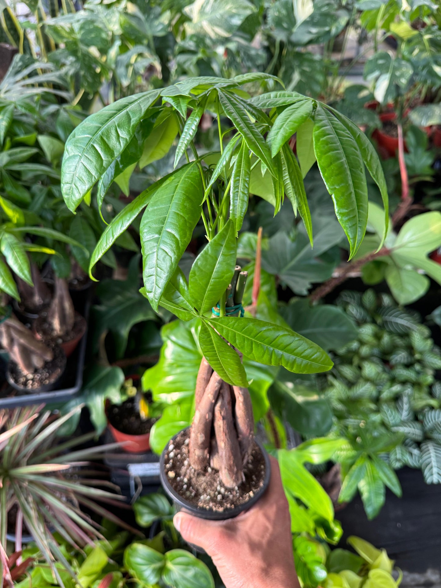 Pachyra aquatica