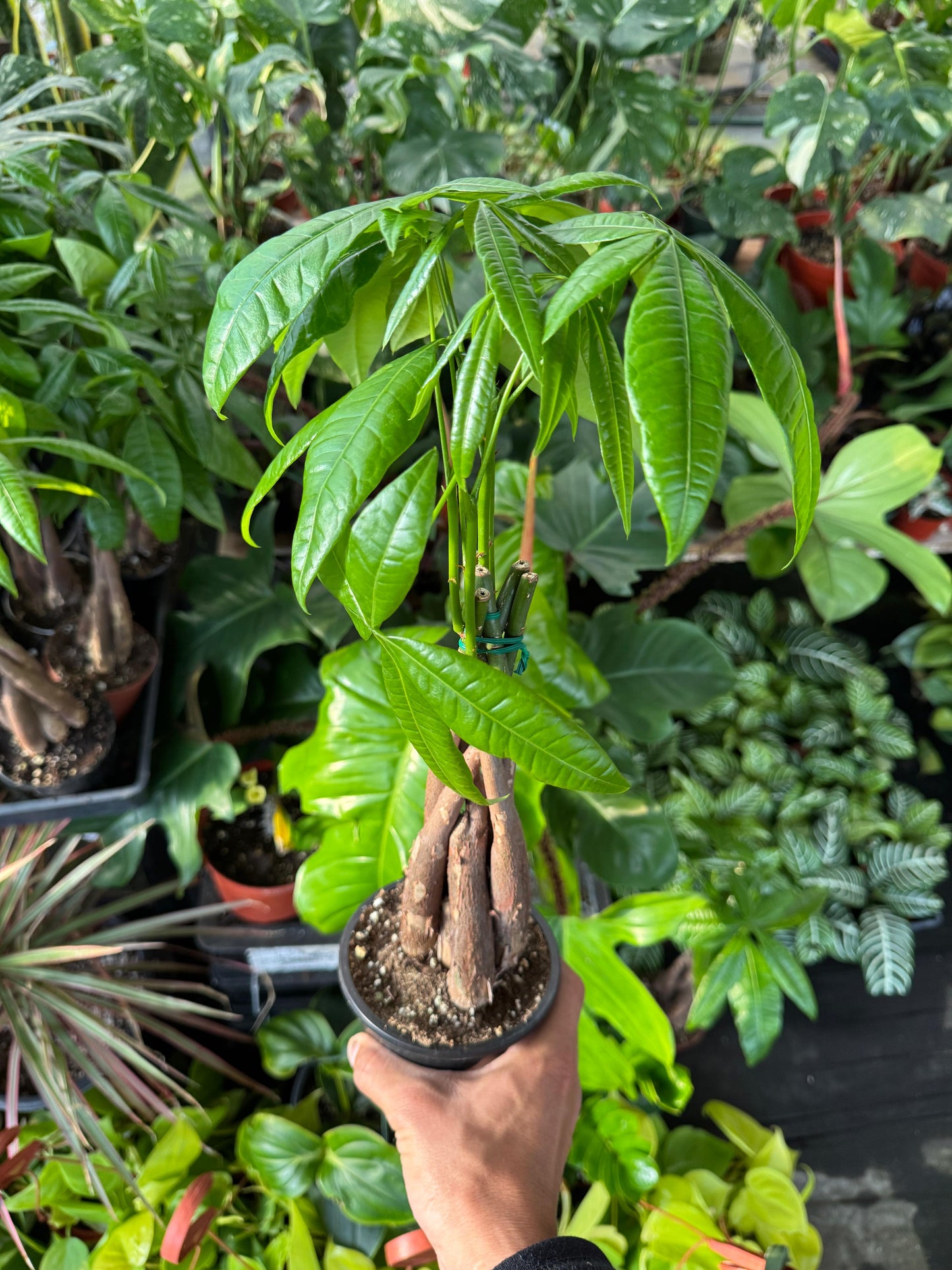 Pachyra aquatica