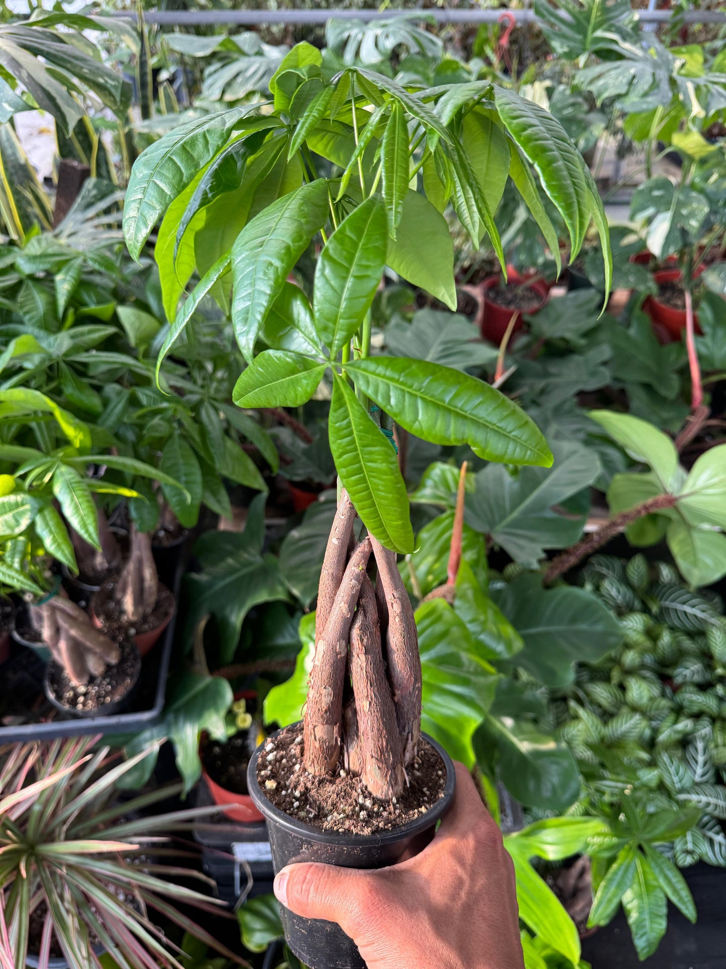 Pachyra aquatica