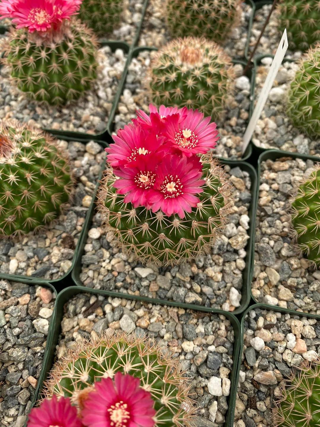 Parodia ocampoi