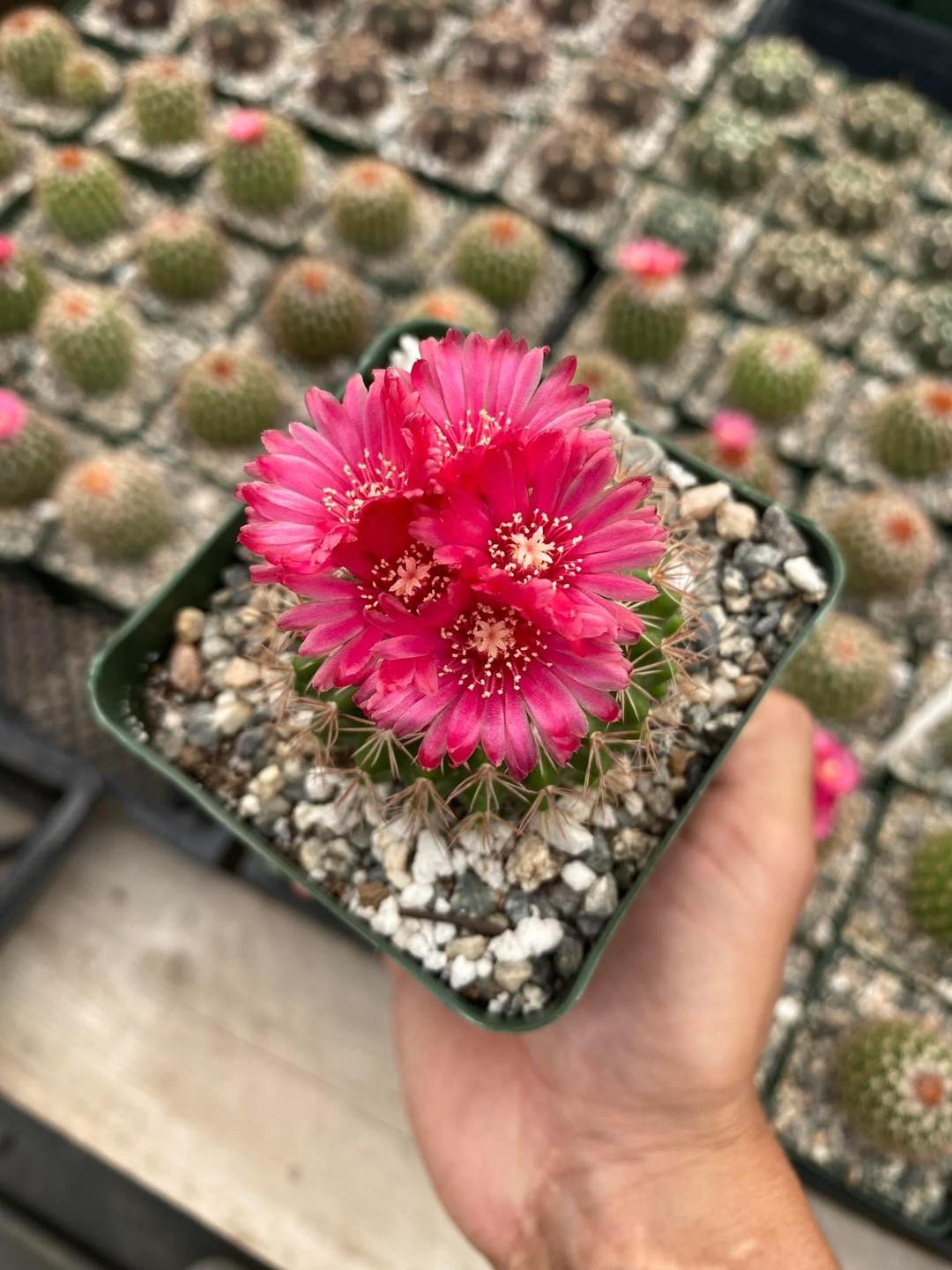 Parodia ocampoi