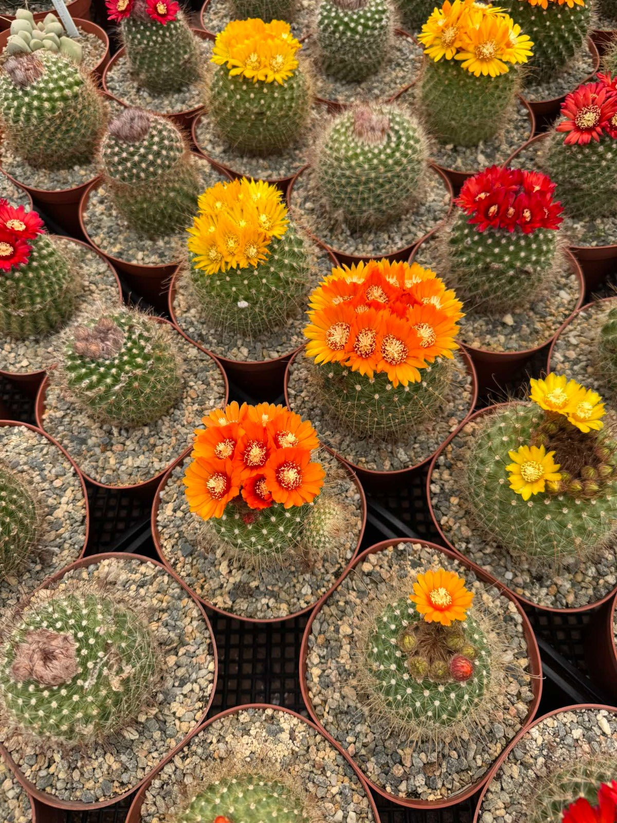 Parodia sanguiniflora 6”