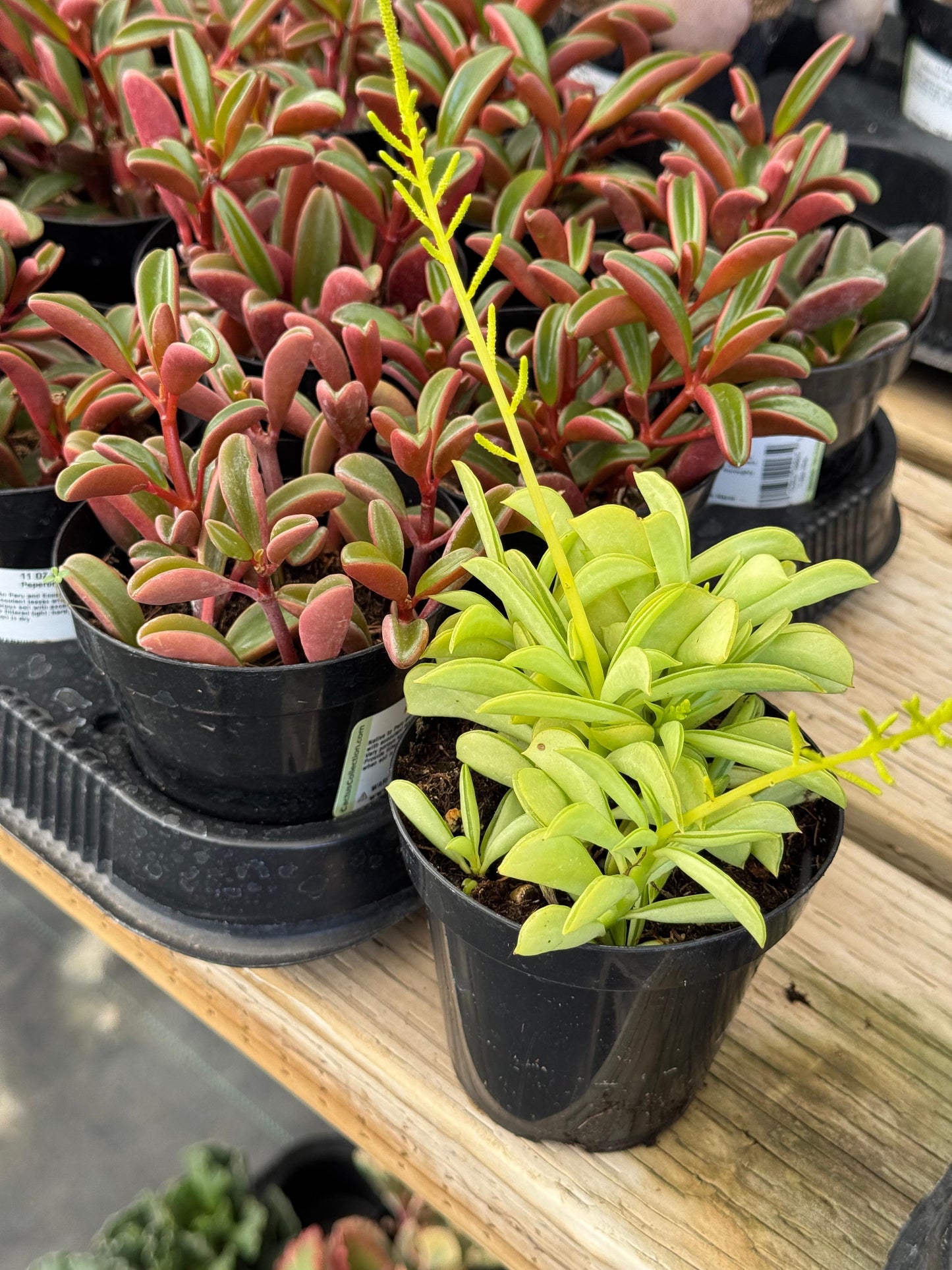 Peperomia dolabriformis