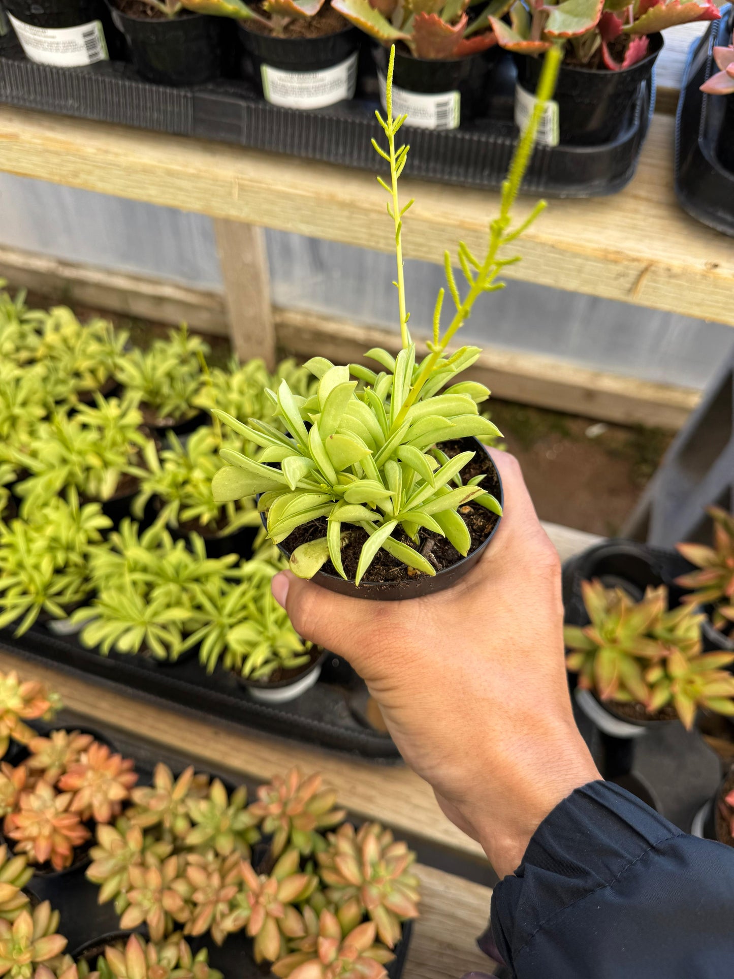 Peperomia dolabriformis