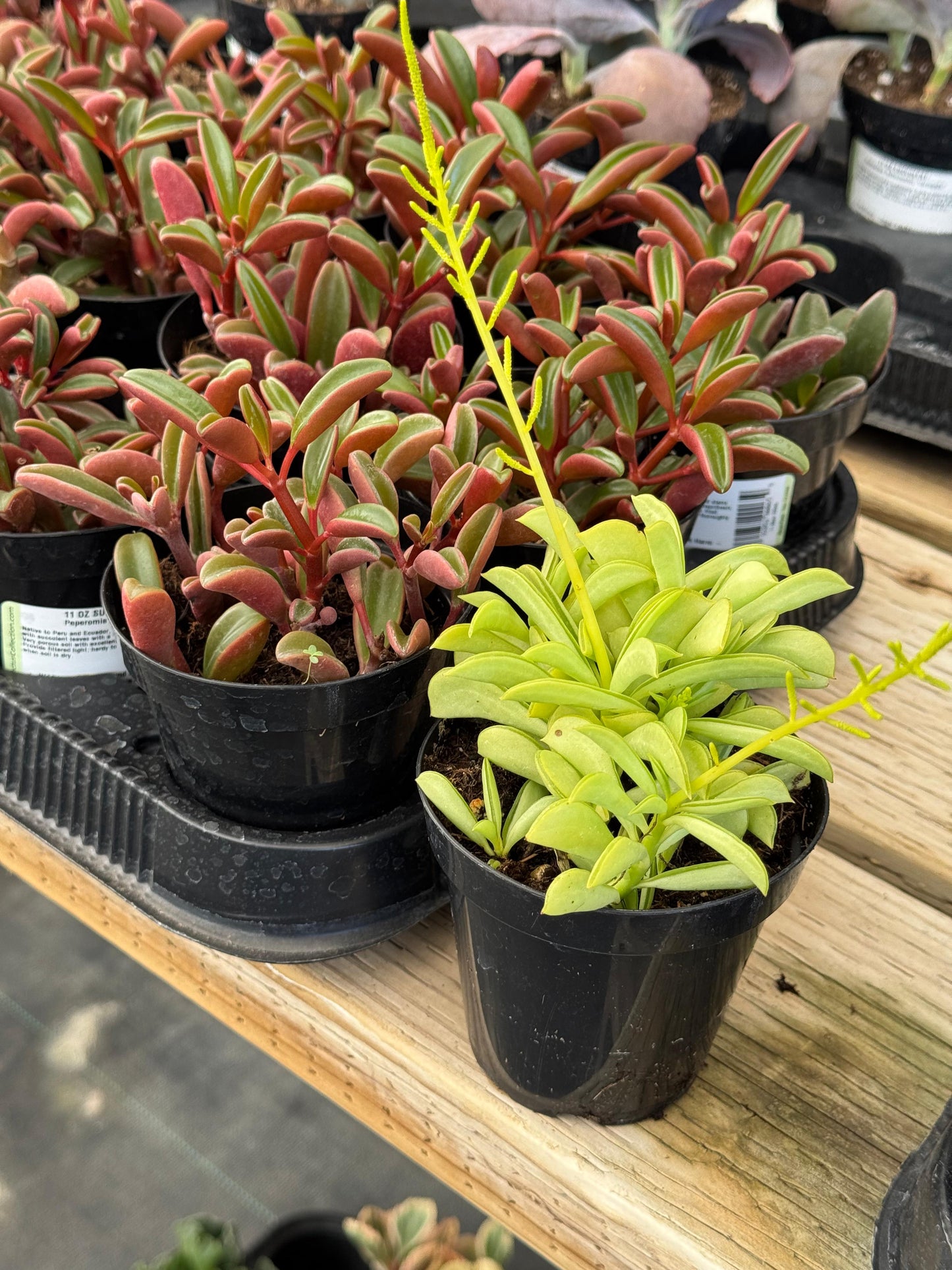 Peperomia dolabriformis