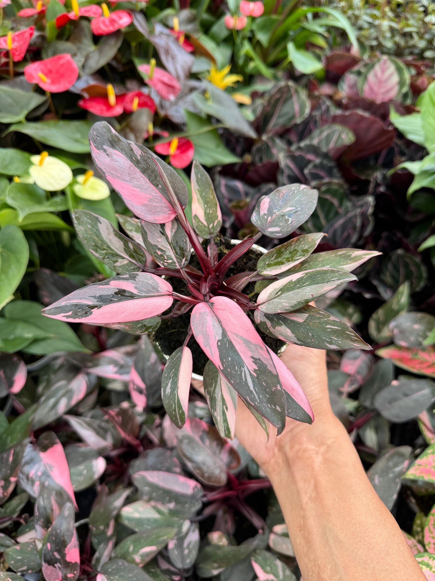 Philodendron pink princess 4”