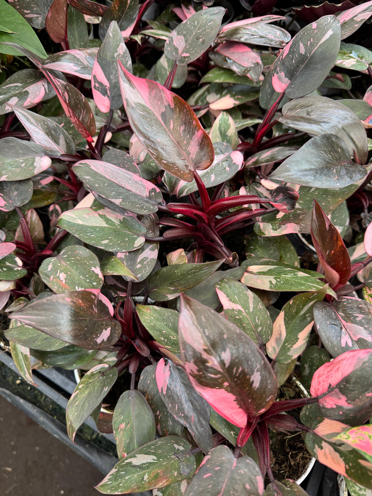 Philodendron pink princess 4”