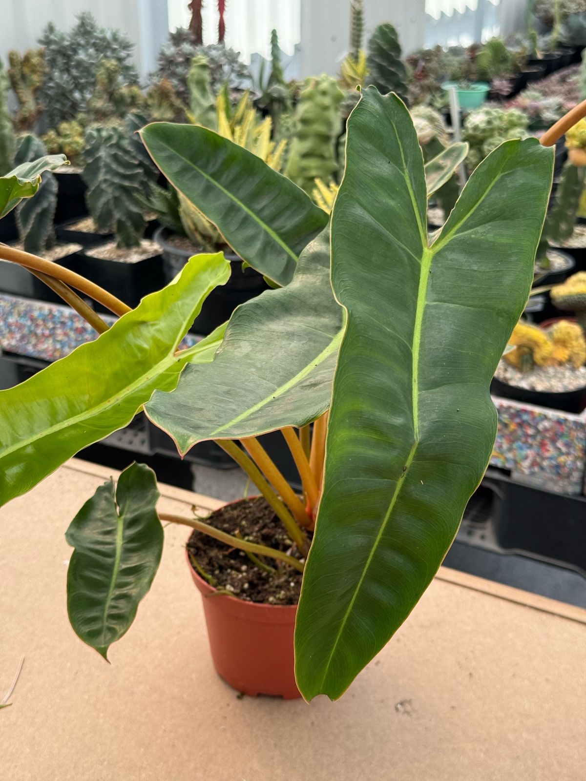 Philodendron billietiae