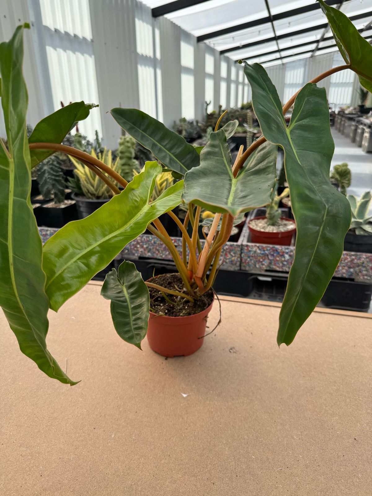 Philodendron billietiae