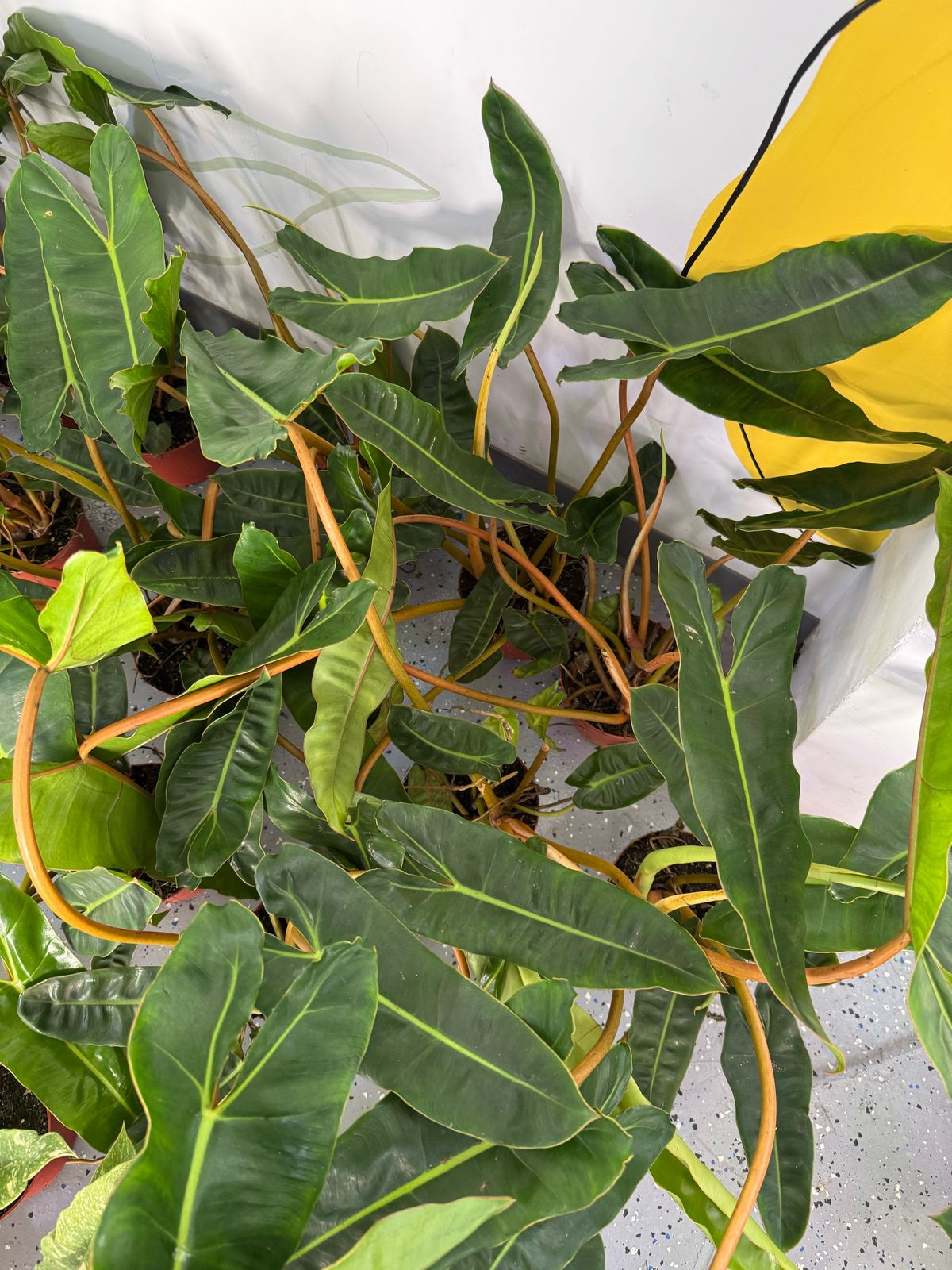 Philodendron billietiae