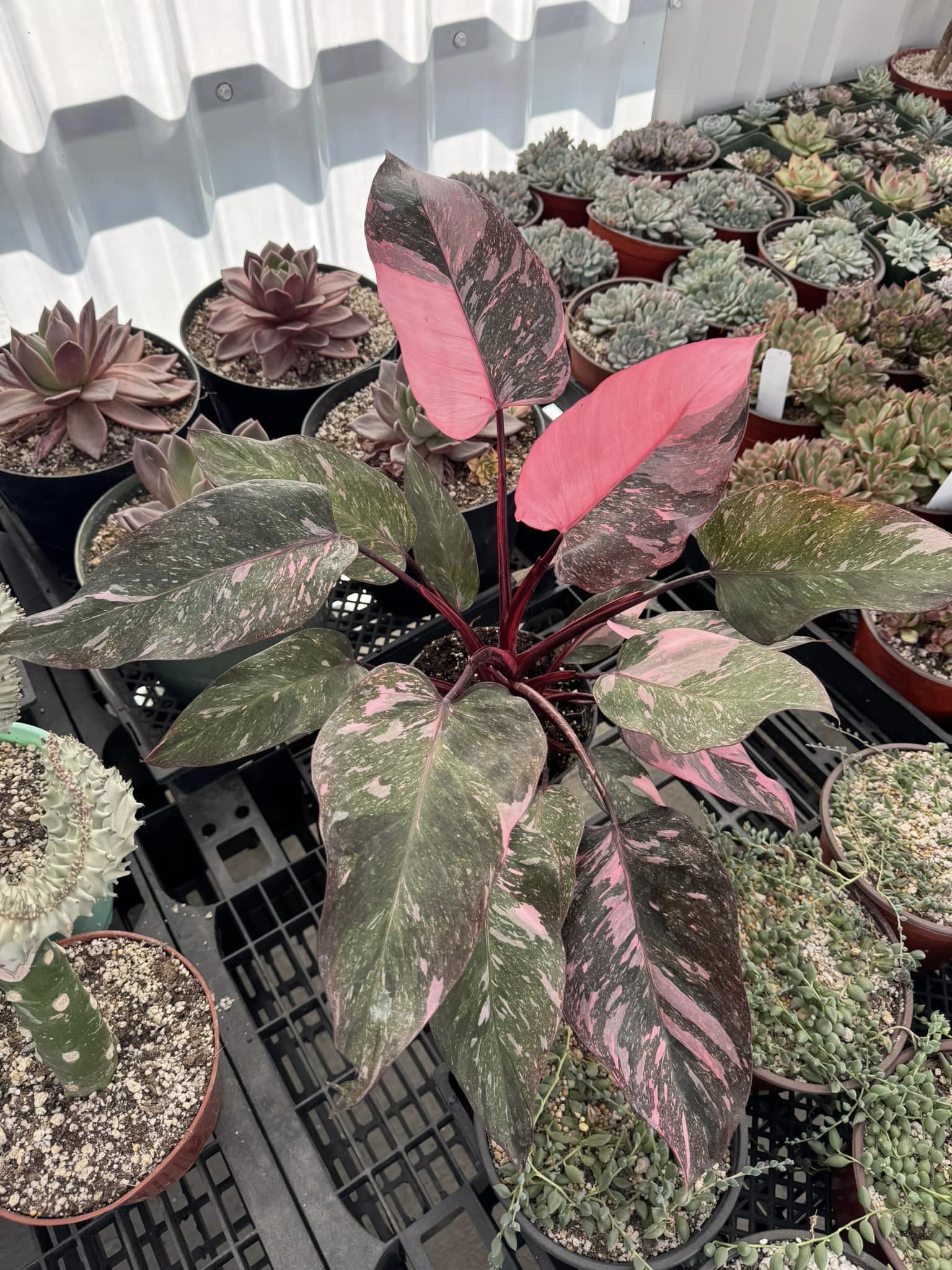 philodendron marble galaxy pink princess Philodendron marble galaxy pink princess – TiaJuanas Plants México