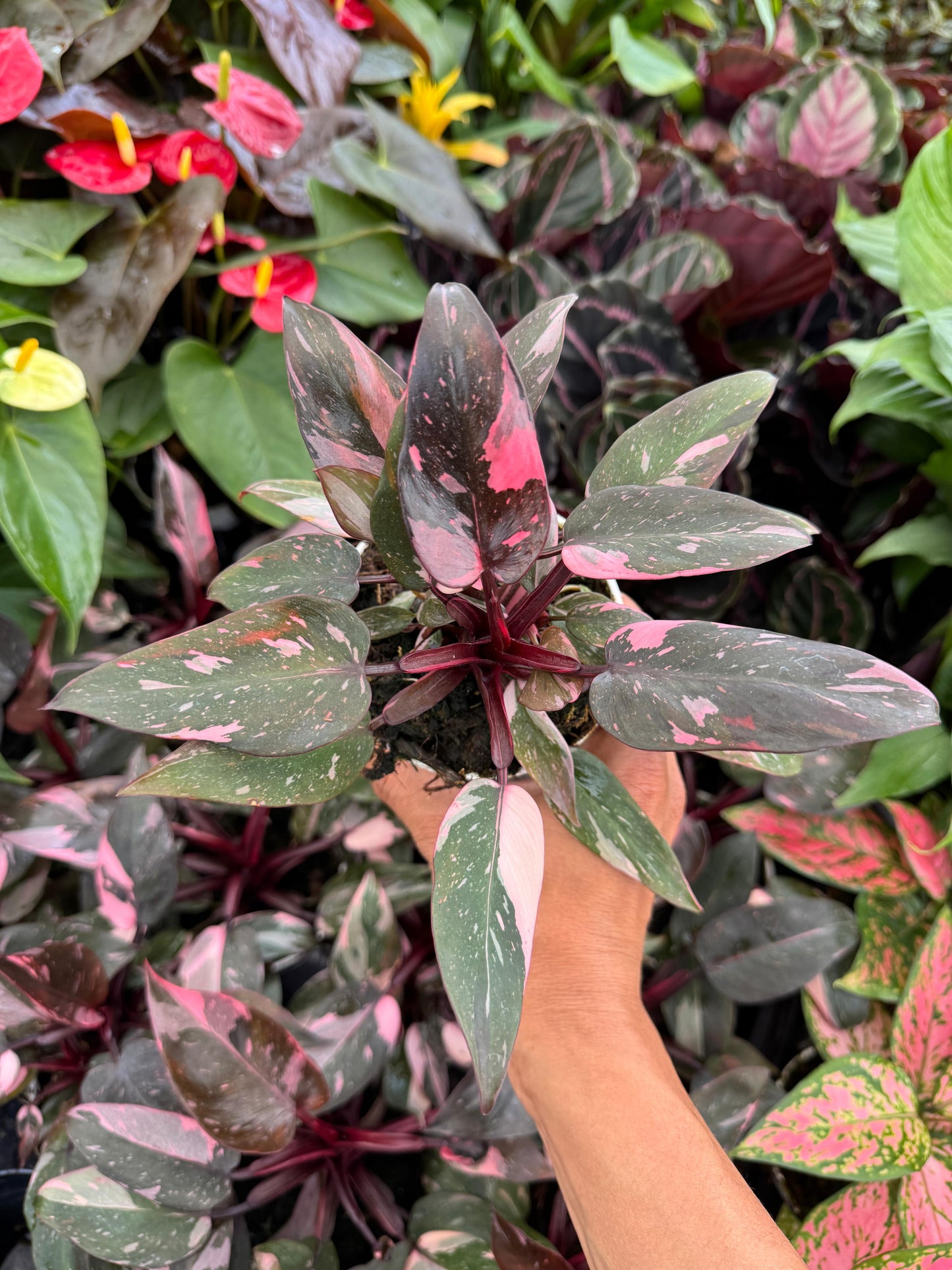 Philodendron pink princess 4”