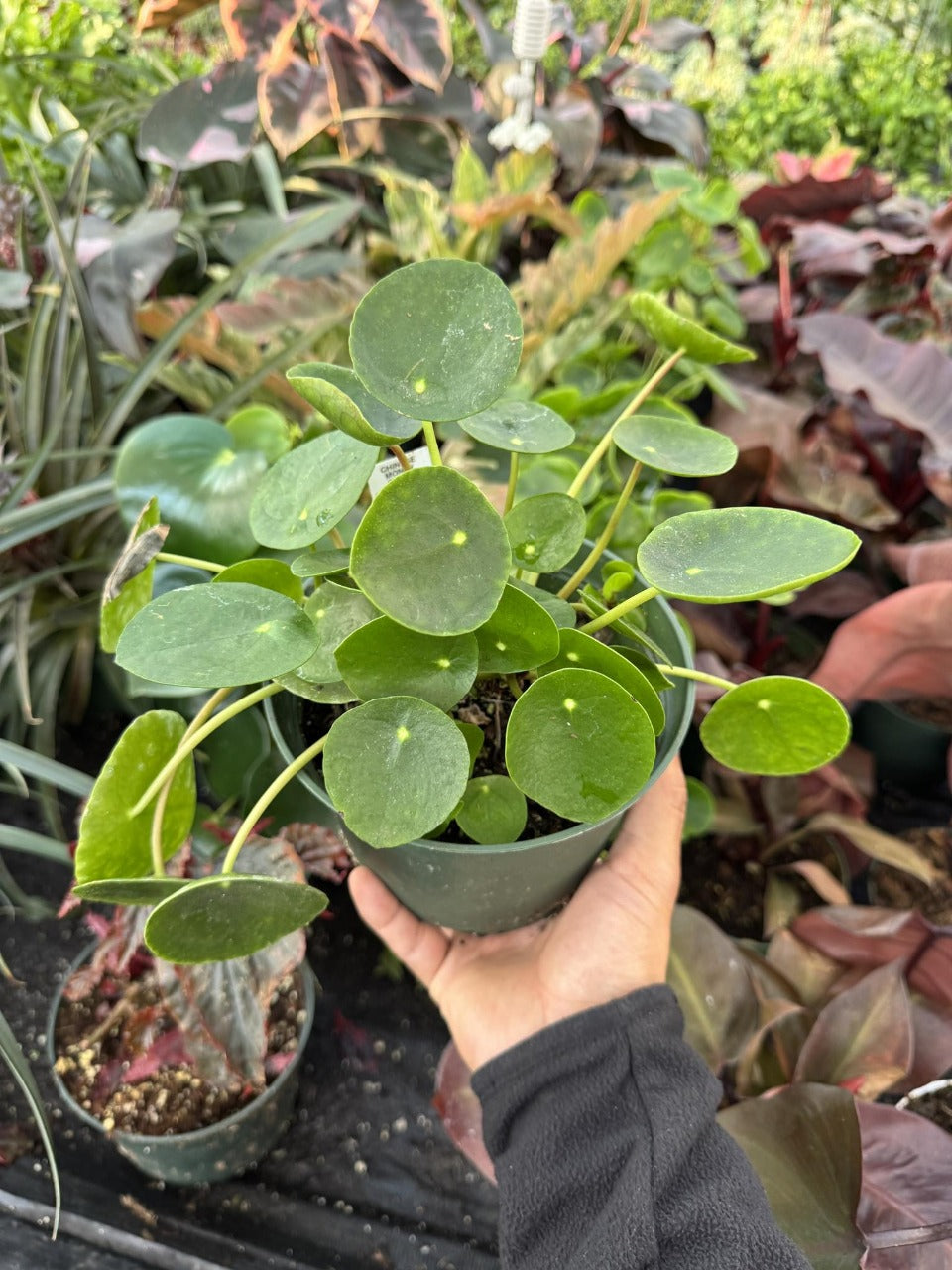Pilea Peperomioides 6”