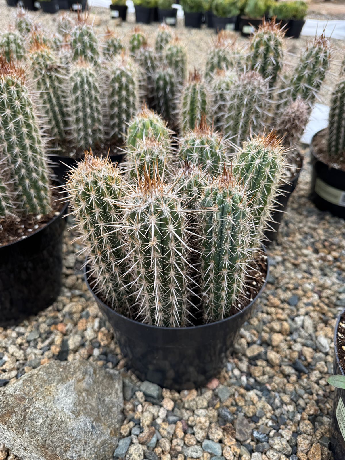 Pilosocereus gounellei 8”
