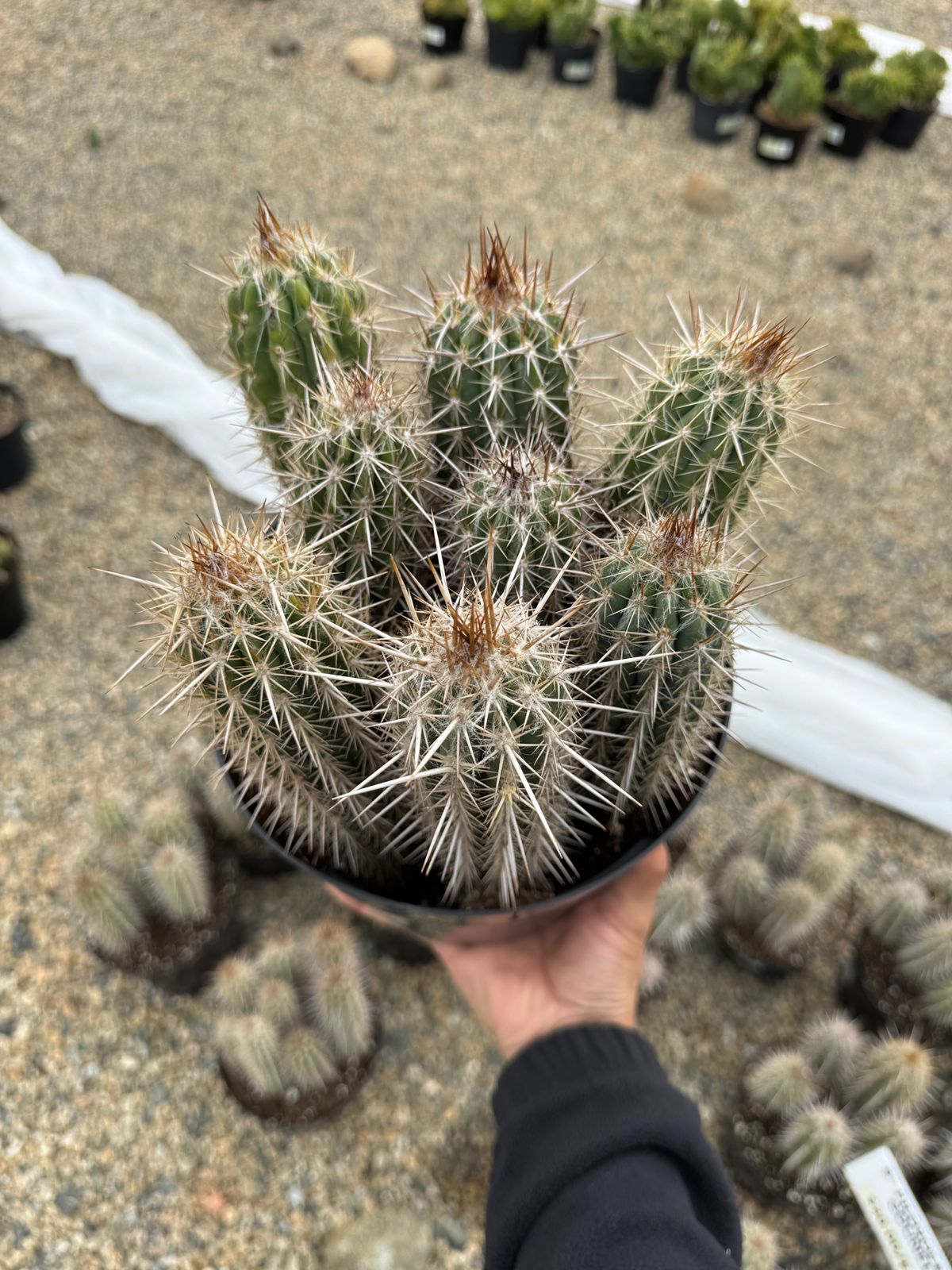Pilosocereus gounellei 8”