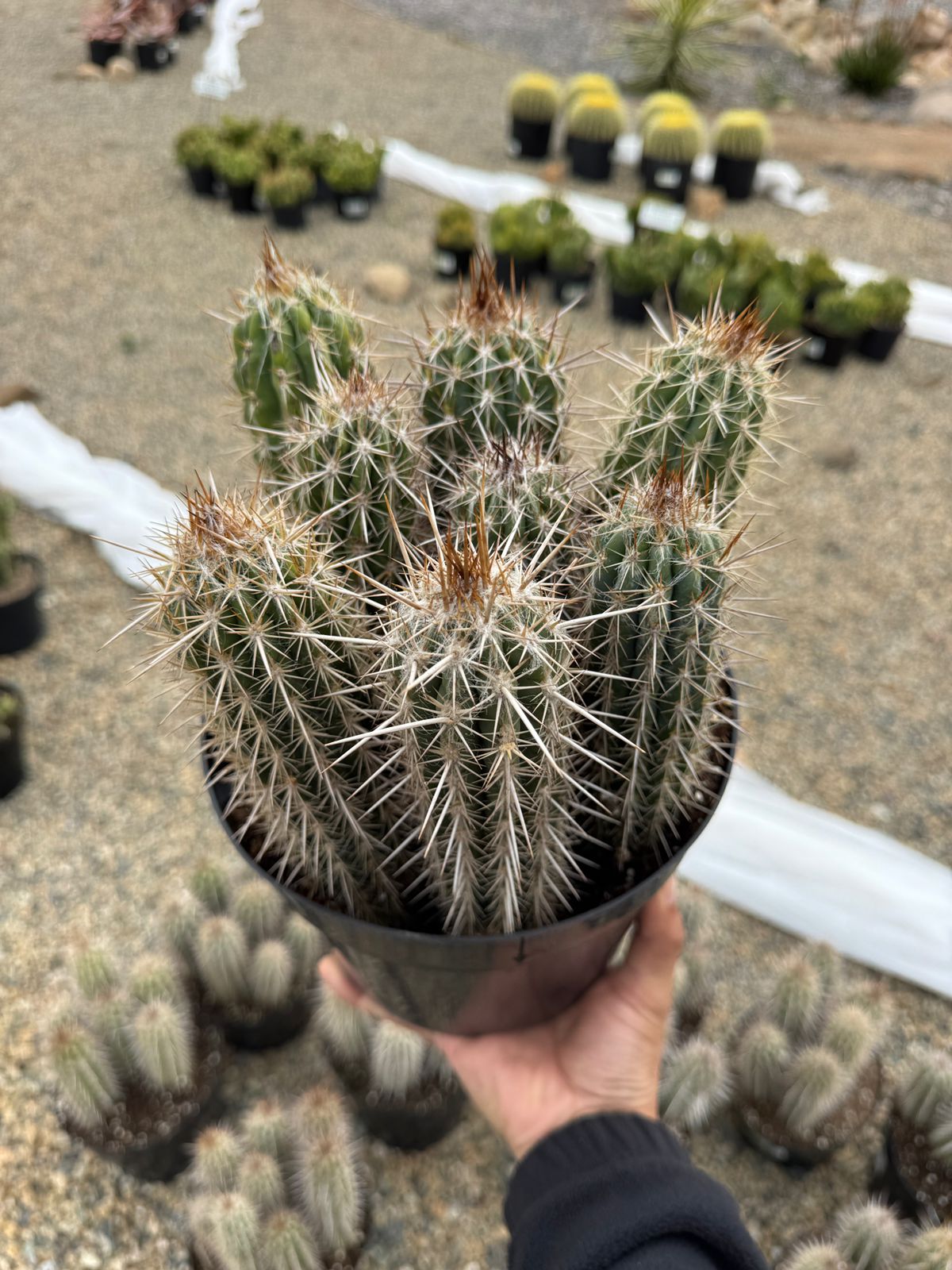 Pilosocereus gounellei 8”