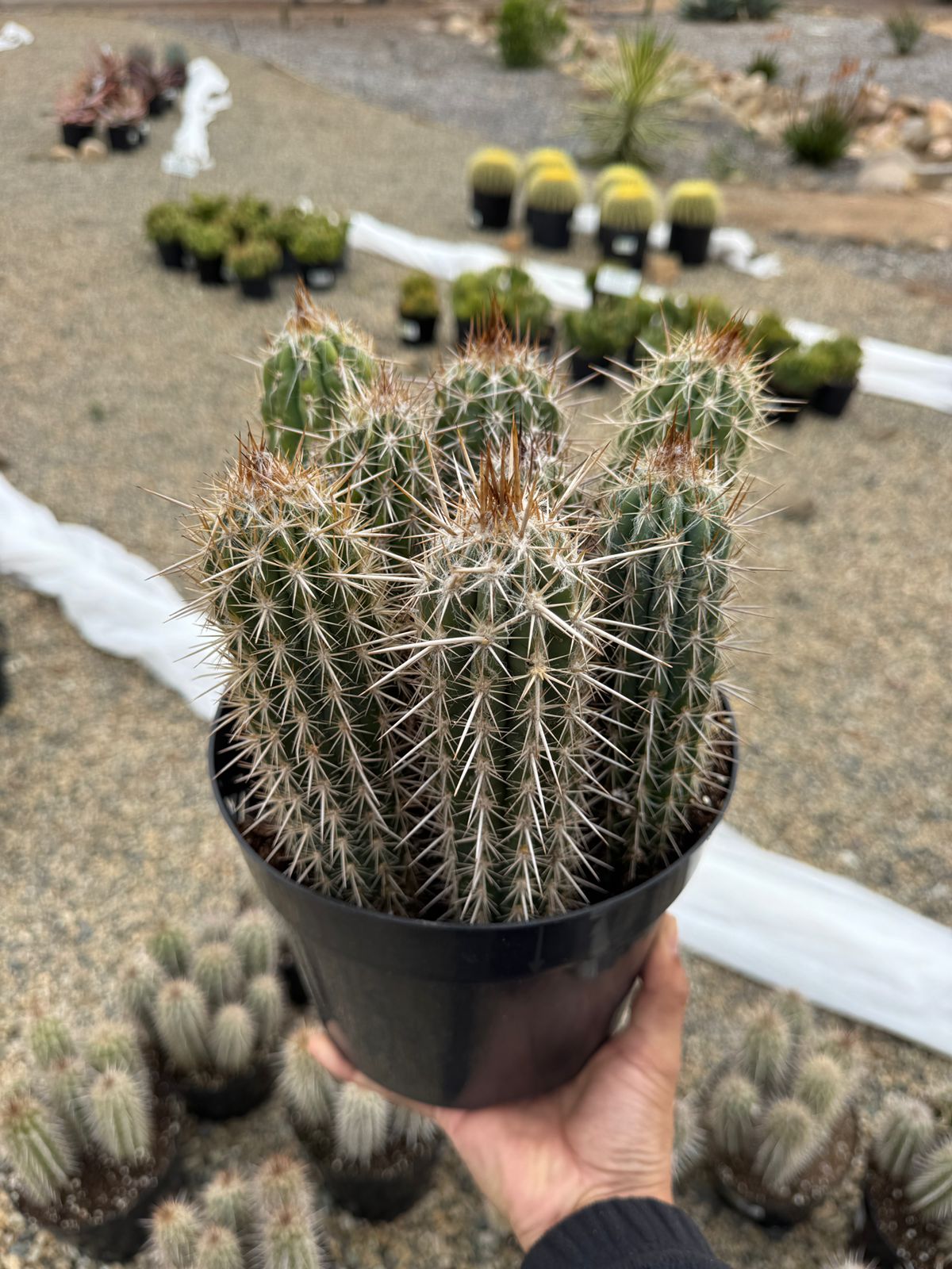 Pilosocereus gounellei 8”