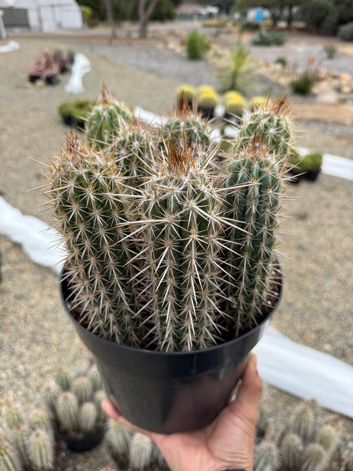 Pilosocereus gounellei 8”