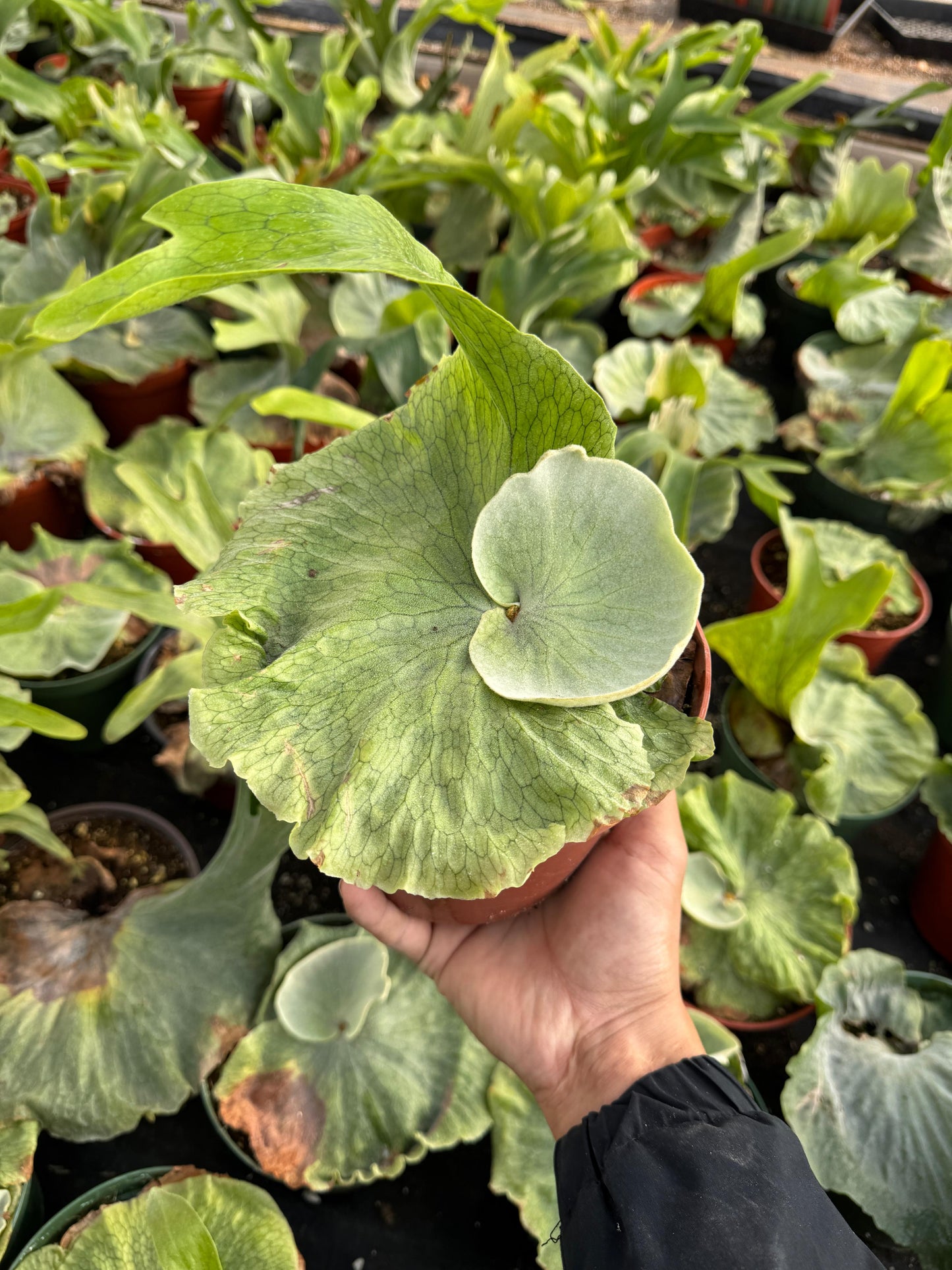 Platycerium superbum 6”