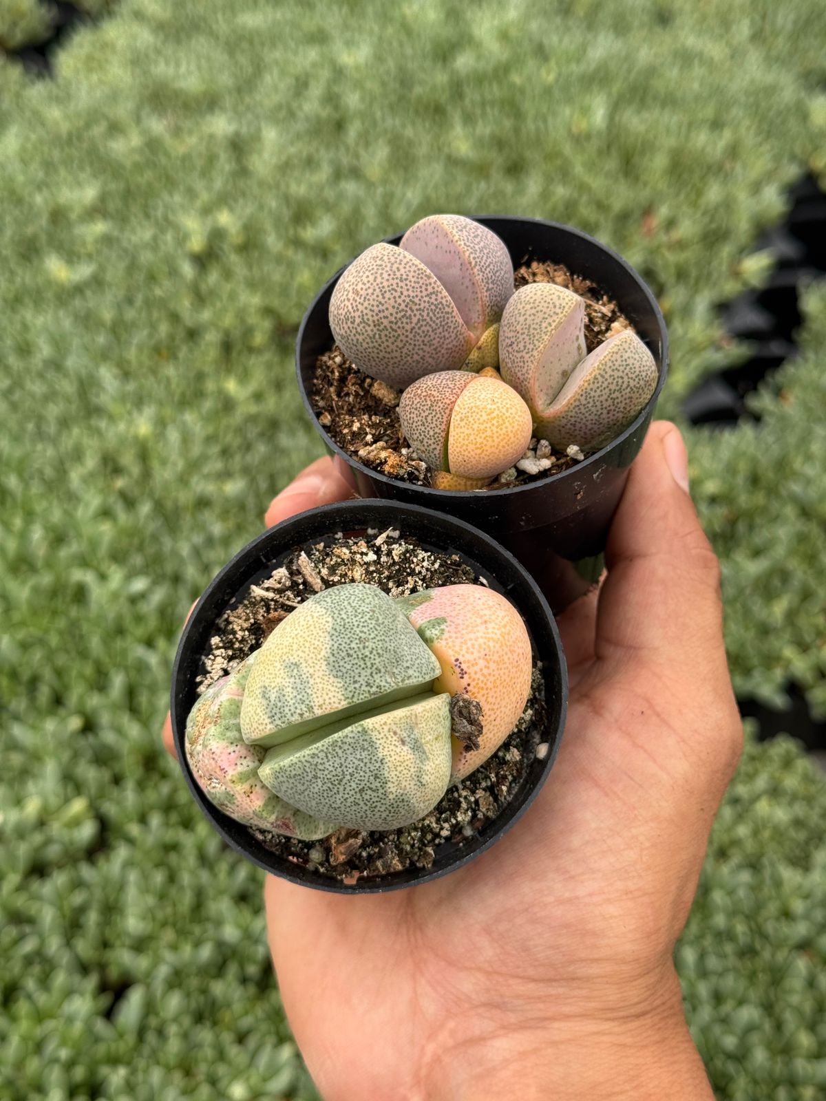 Pleiospilos nelii variegado