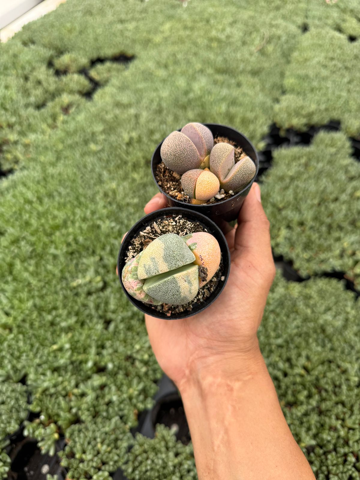 Pleiospilos nelii variegado