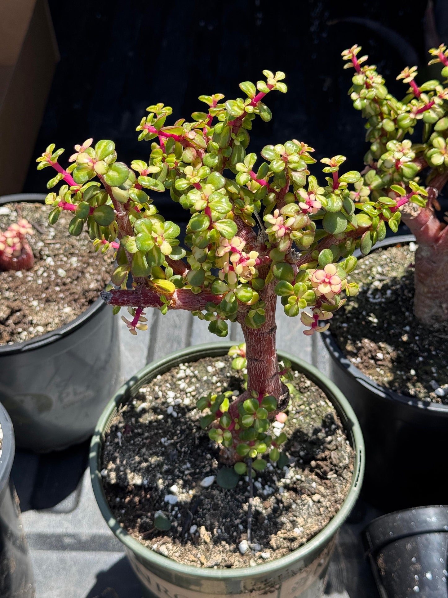 Portucalaria afra Variegada