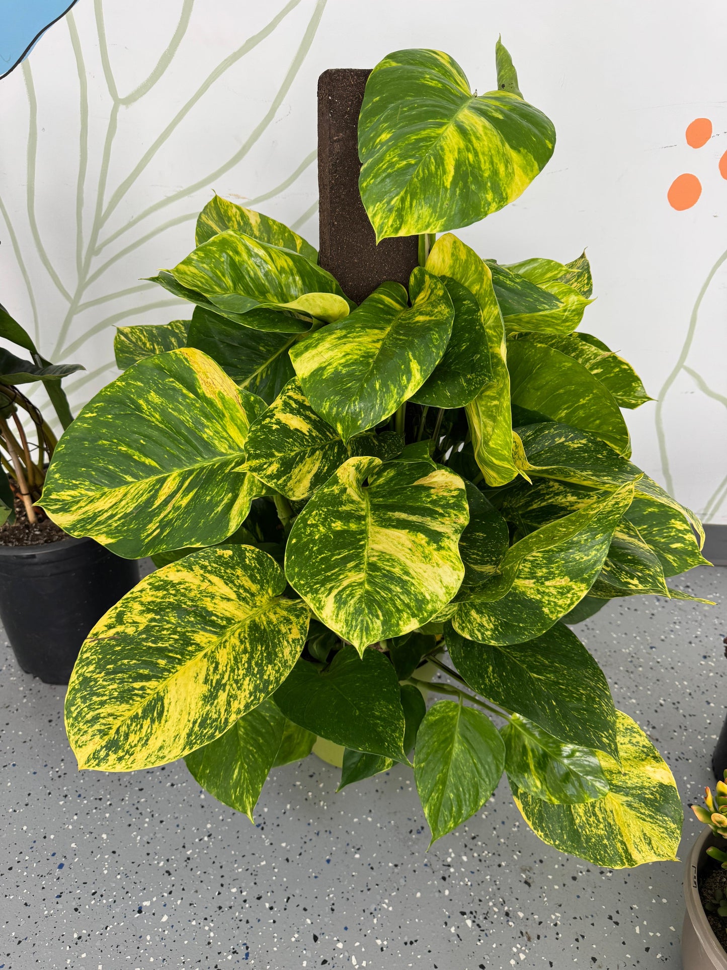 Pothos hawaiano gigante variegado 10”