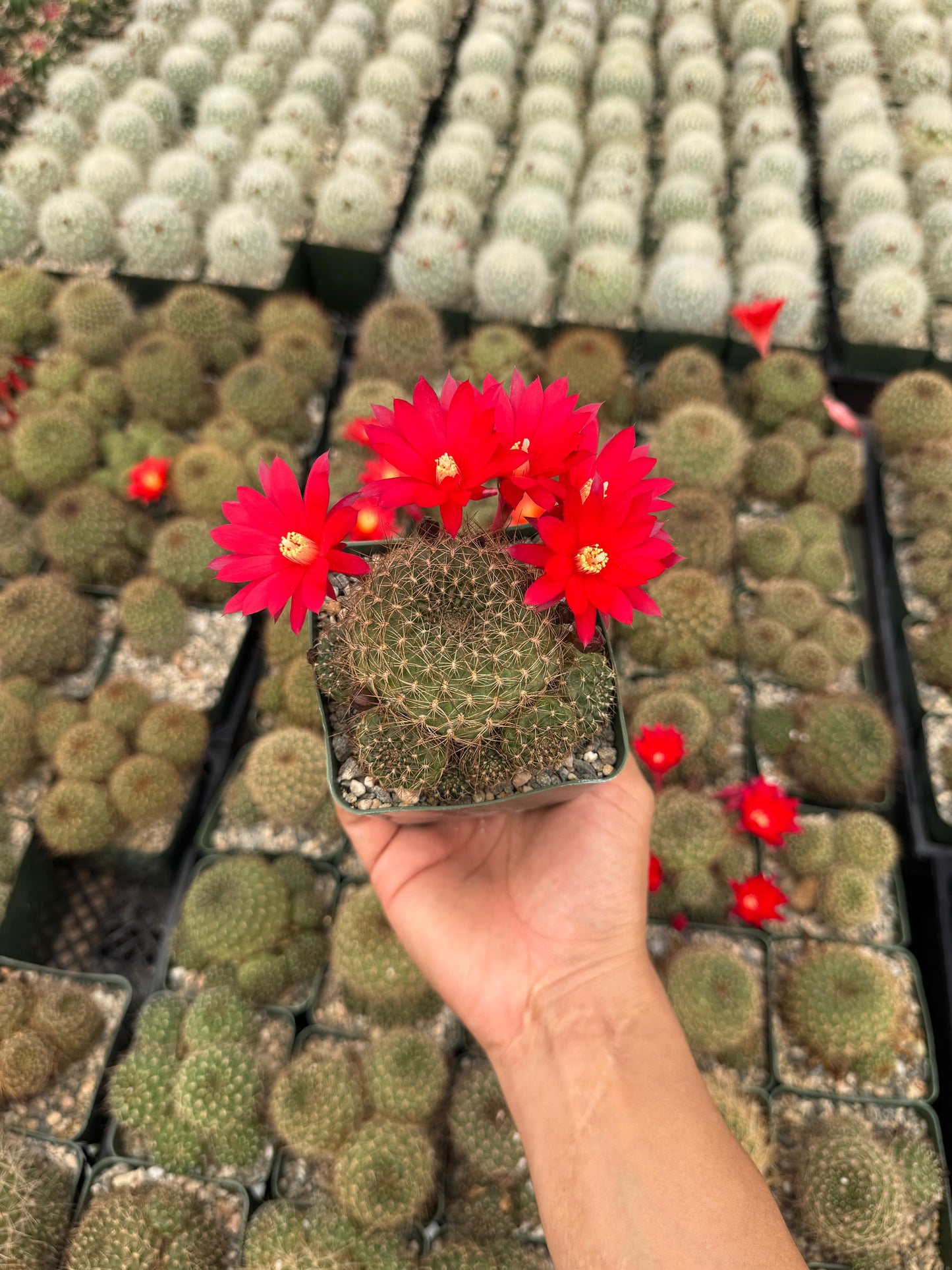 Rebutia padcayensis