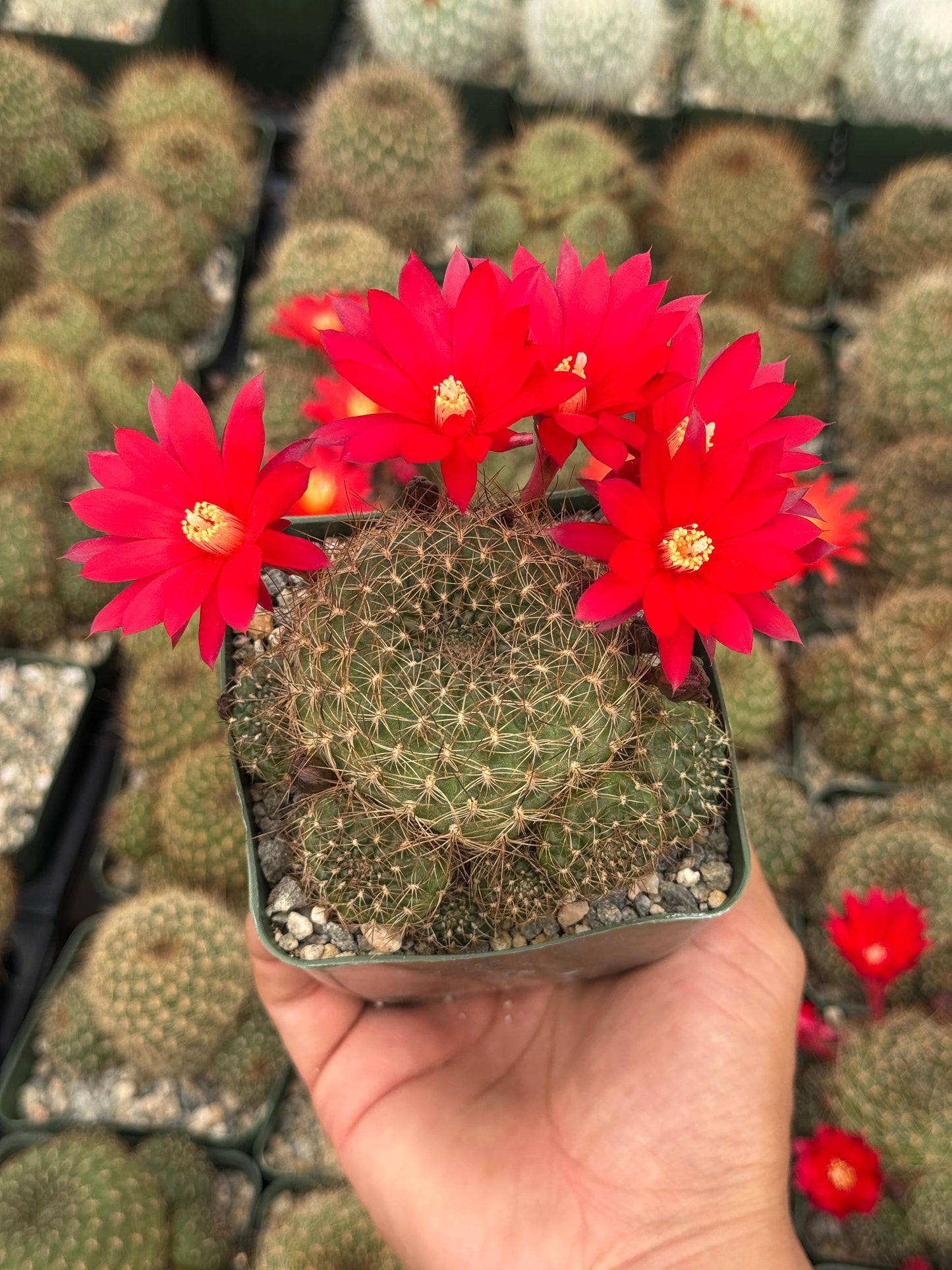 Rebutia padcayensis