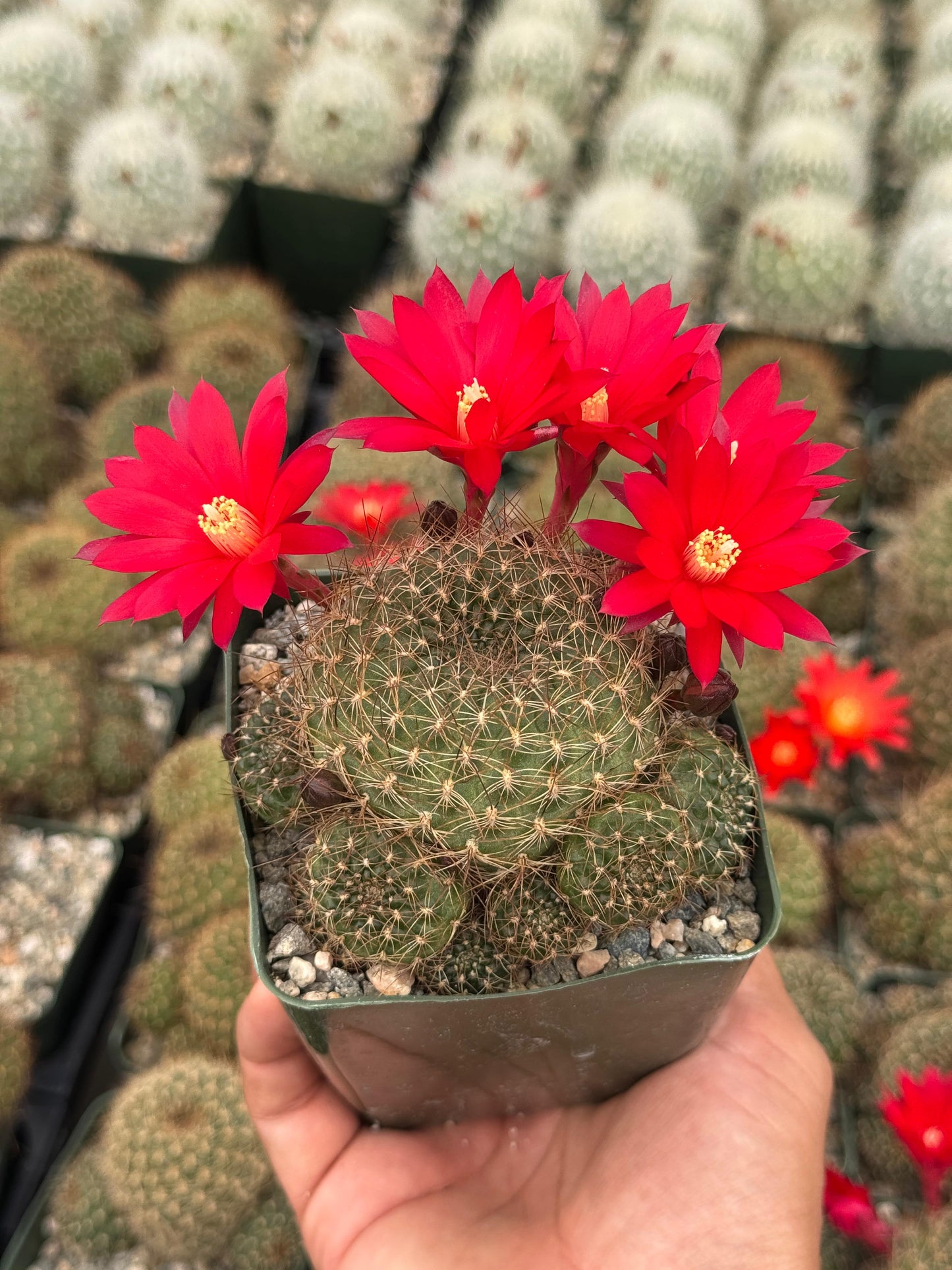 Rebutia padcayensis