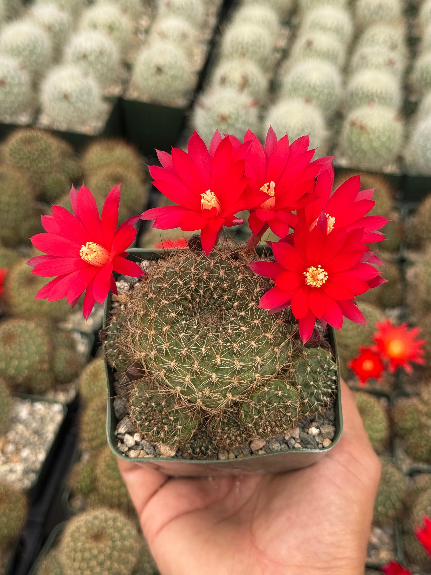 Rebutia padcayensis