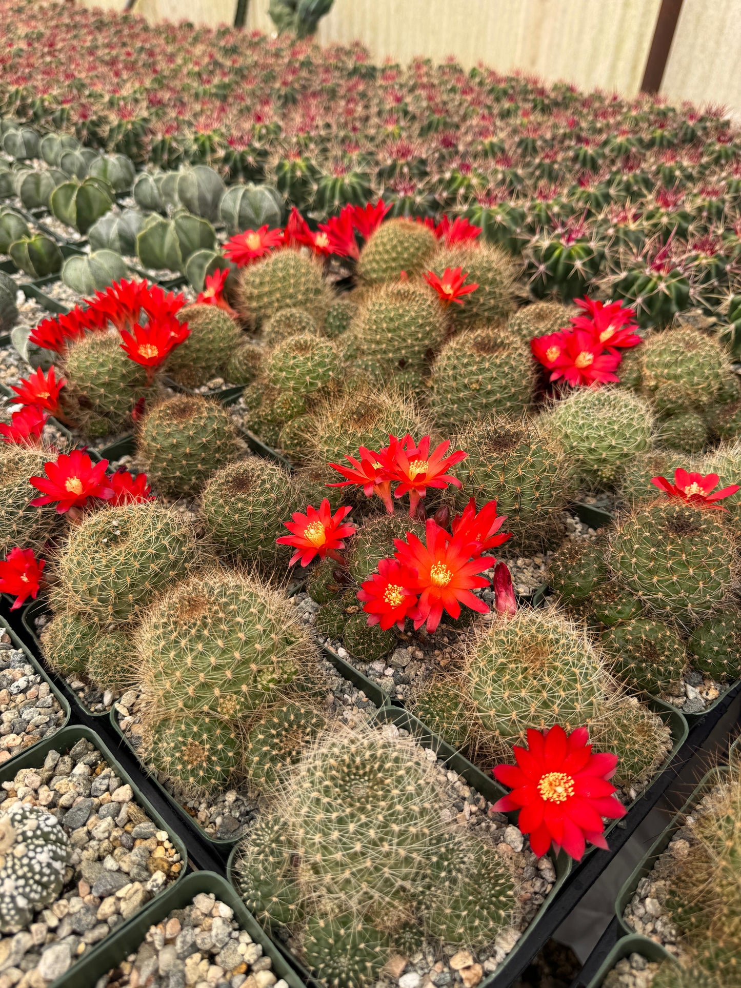 Rebutia padcayensis