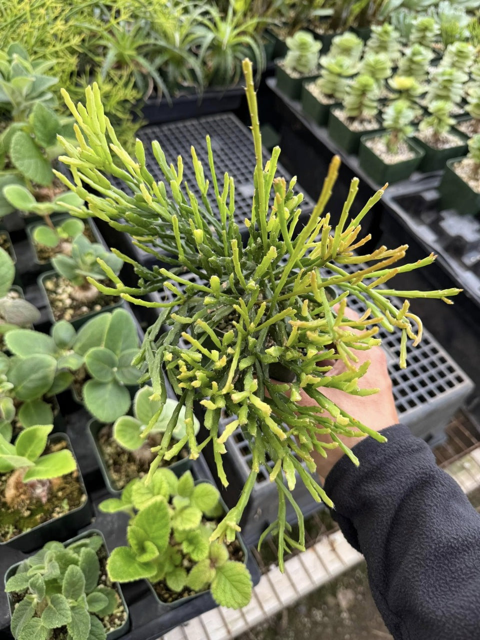 Rhipsalis ewaldiana