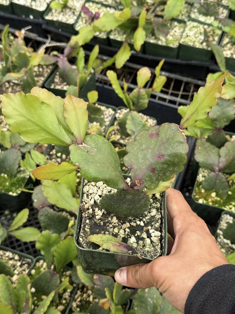 Rhipsalis pachyptera